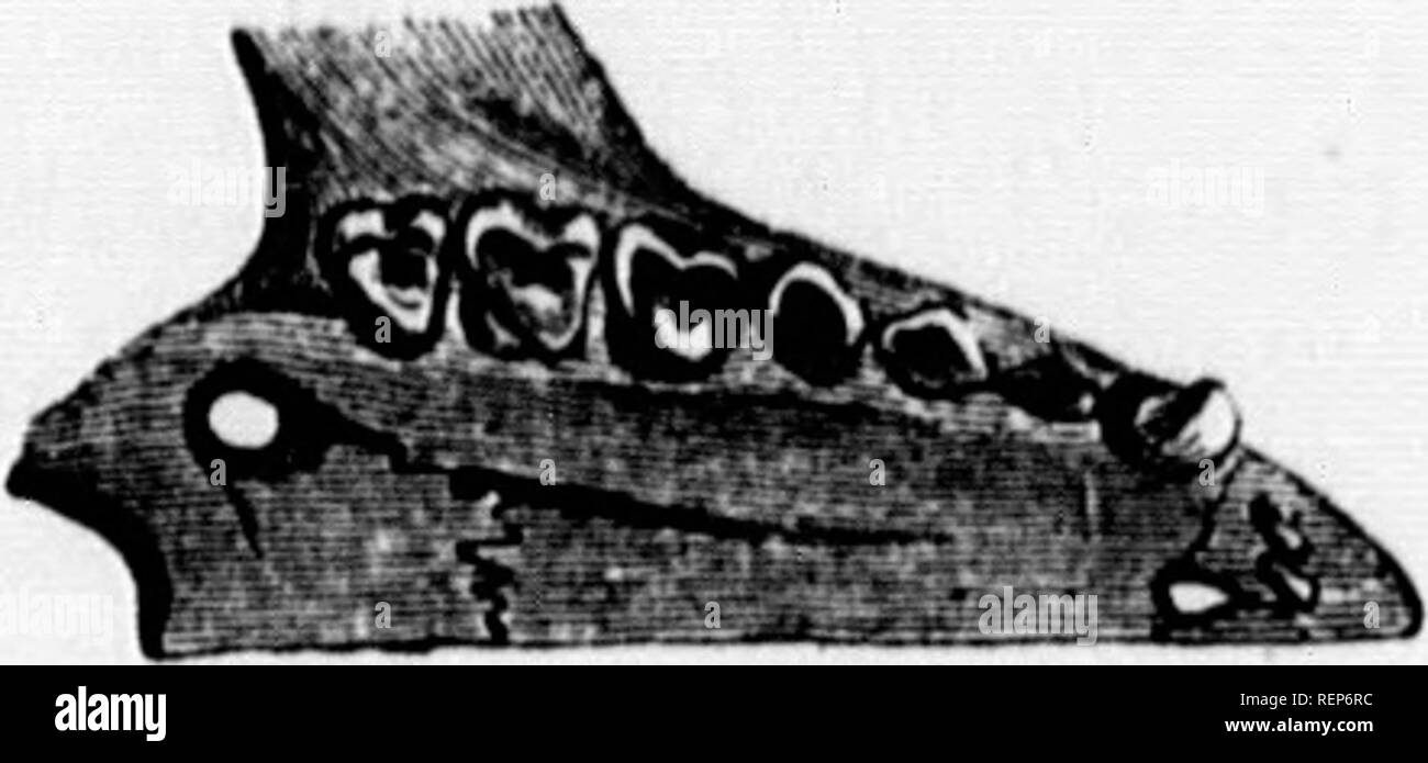 . Histoire Naturelle des mammifÃ¨res [microforme] : avec l'indicazione de leurs moeurs et de leurs rapports avec les arts, le commerce et l'agricoltura. MammifÃ¨res; Zoologie; mammiferi; Zoologia. FAMILLE DKS GIIKIUOMYDÃS. 173. Dnns cclto nota, quo LucÃ©Pí".le un fait paraÃ®tre dans lo tomo Vil - los SupplÃ©ncnls msMro Ã Â"IX^o'dH U 10 pr'teudu Hat de Madagascar Ã©tait Nocturne et ,Â".1 ava.t les mou- vements trí¨s-vifs. Sui compressori le nourrissait d'amandes et de frutti. La mÃ'me espÃ¨ce a 6t6 nommÃ©e Lcmur pmillus Geoffroy-Samt par- Hilaire, qui en a fait plus rÃ©cemment le tipo de son genere Microcebus; c Foto Stock