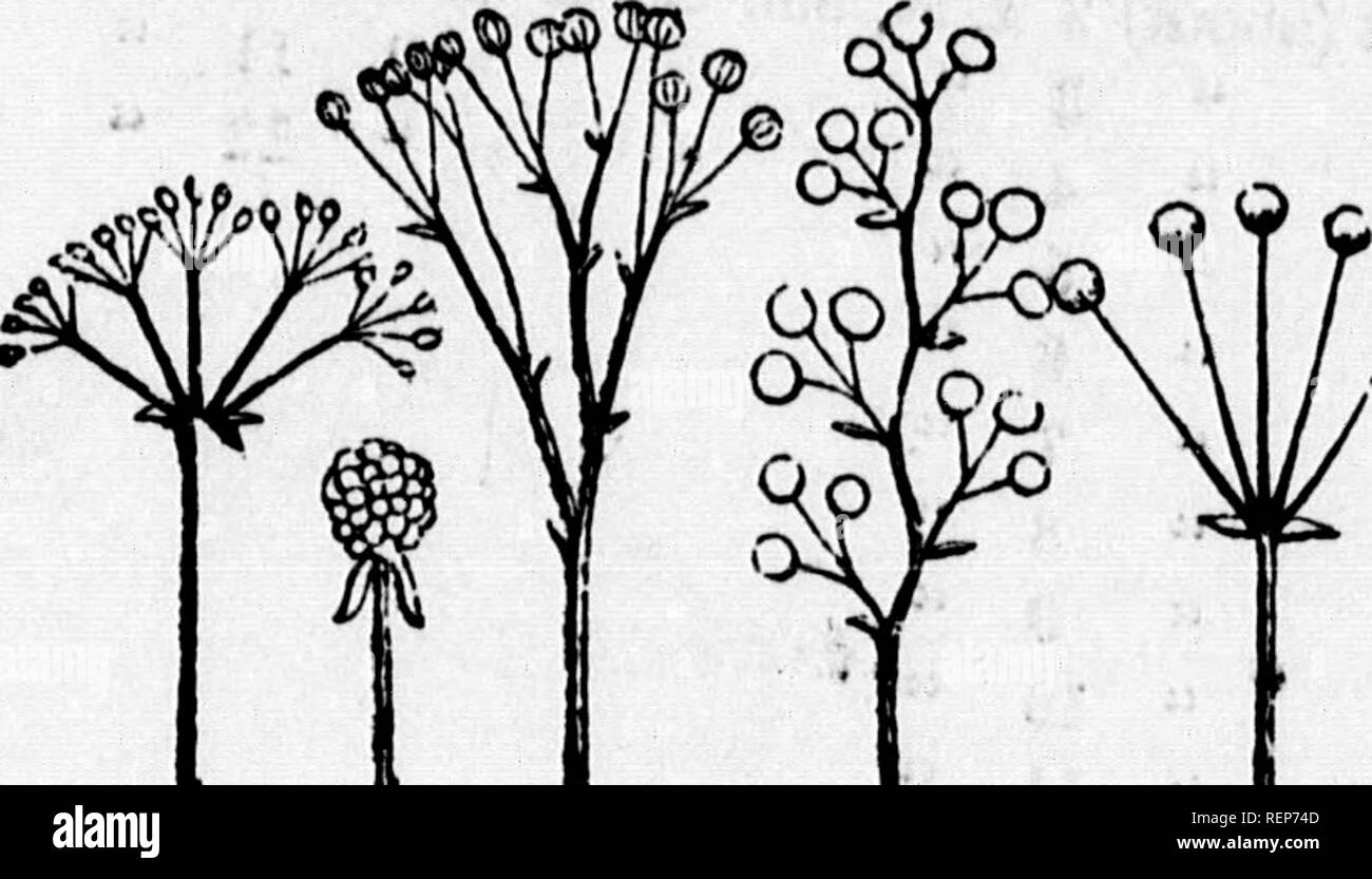 . Classe-libro di botanica [microformati] : essendo i contorni della struttura, la fisiologia e la classificazione delle piante : con una flora di Stati Uniti e Canada. La botanica; botanica; piante; piante; Botanique; Botanique; Plantes; Botanique. VLOWERINO. in Lasciatevi iniziare con il puntale, una sottile il rachide con sessili fiori. ConnPiv. che pedicels essere sviluppato per la flowe., - un racemo; lasciate che il pedTce reggiseno"^n 228 22T 226 2-26 224 223 222 221. Si prega di notare che queste immagini vengono estratte dalla pagina sottoposta a scansione di immagini che possono essere state migliorate digitalmente per la leggibilità - Colorazione e aspetto del Foto Stock