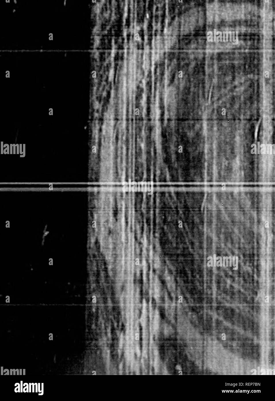 . L'illustrato Storia naturale [microformati]. Gli uccelli; Storia Naturale; Oiseaux; Sciences Naturelles. i&LT; * i^. ill H^ 7**'. La voce oftlu" struzzo è u dvv] I",ll,m', r.ii.iLling suono, così come tlio ruggito di l1,o i; hat forno pmctisecl curs sono state doceived da esso e lala.n h m es O tr^^^^^ aggirava hon. In Us wikl membro lo struzzo è pensato di vivere Iro.u twolrt^^M:,; io" l'uccello maschio, tlio parte inferiore del collo e corpo tlie sono .letni .rbssv witl nero, un paio di bianco, Lathers whici, sono bar.'ly visibili tranne quando il plunu 1.7 isru S P vnues ot t u&GT; le ali e la coda sono Foto Stock