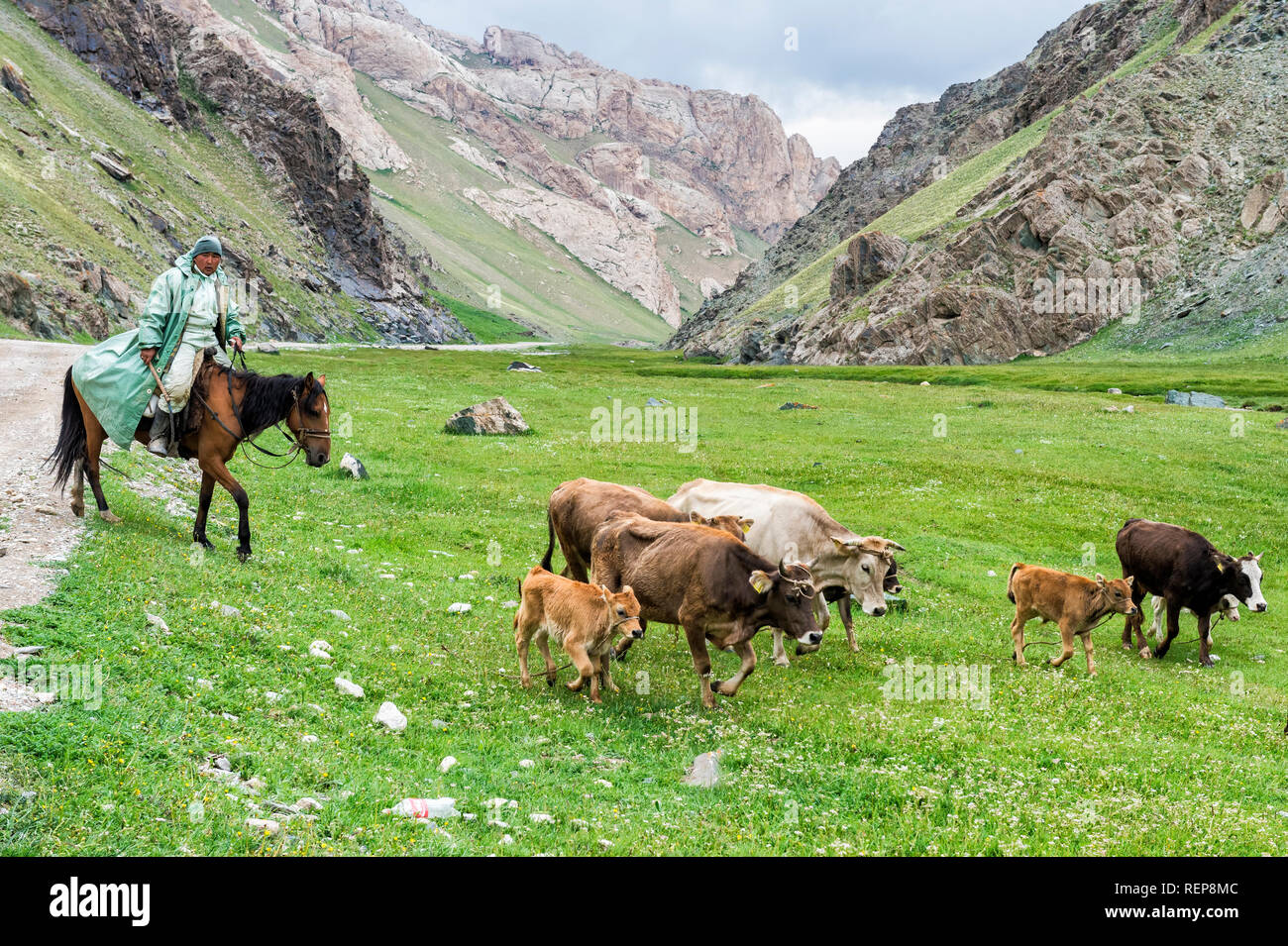 Cavaliere conduzione di vacche e croste in una valle, Provincia di Naryn, Kirghizistan Foto Stock