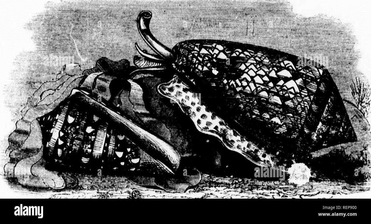 . L'illustrato Storia naturale [microformati]. Rettili, pesci, molluschi; Storia Naturale; Rettili; Poissons; Mollusques; Sciences Naturelles. Il vescovo MITEE. 383 Il lato destro in Figura rappresenta tlio Coke tessile-shell, portato da tlie IMauritius liandsoine questa specie è di circa quattro o cinque pollici in lunghezza e la sua raarkin<'s curiousV sono disposti in modo tlmt è impossibile dire che è il colore di fondo a. Il dark strette linee angolari sono di colore marrone scuro, accompagnato da bianco e variegate da trattini di giallo umber. Il grassetto macchie di forma triangolare sono il bianco puro e l'interno del s Foto Stock