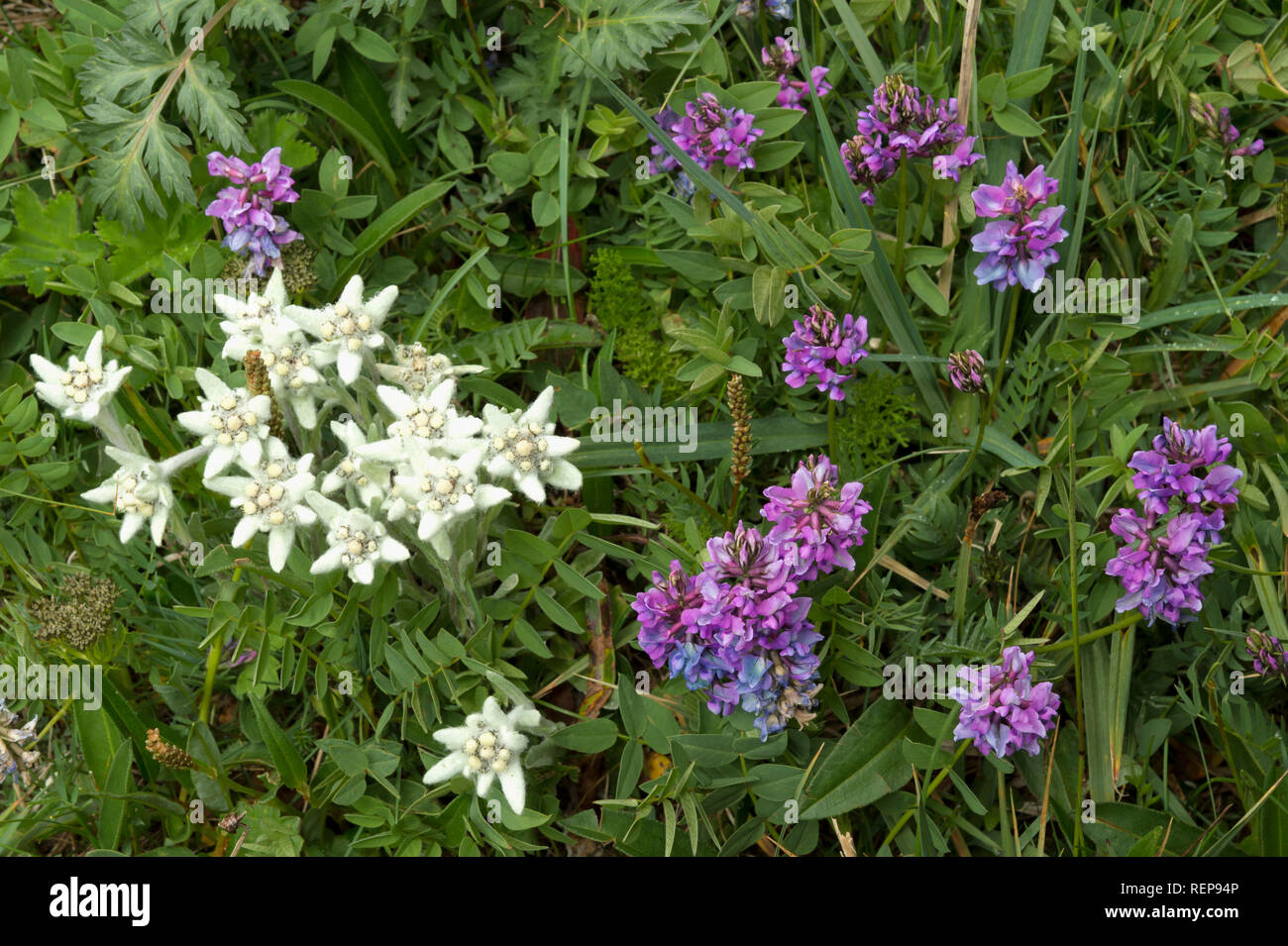 Edelweiss (Leontopodium nivale) e coscia veccia Sary Jaz valley, Issyk Kul regione, Kirghizistan Foto Stock