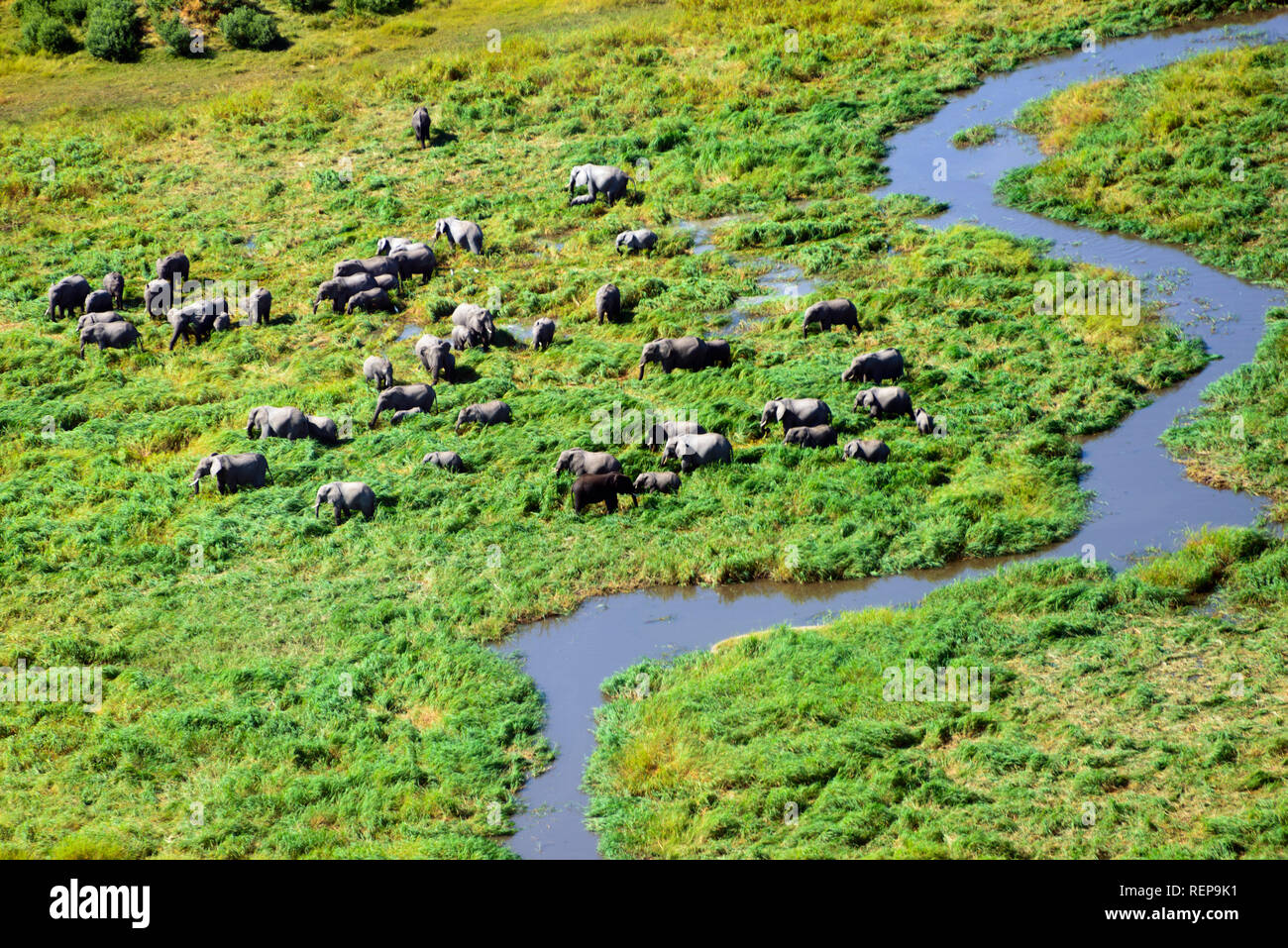Gli elefanti africani, Okavango Delta, Botswana Foto Stock