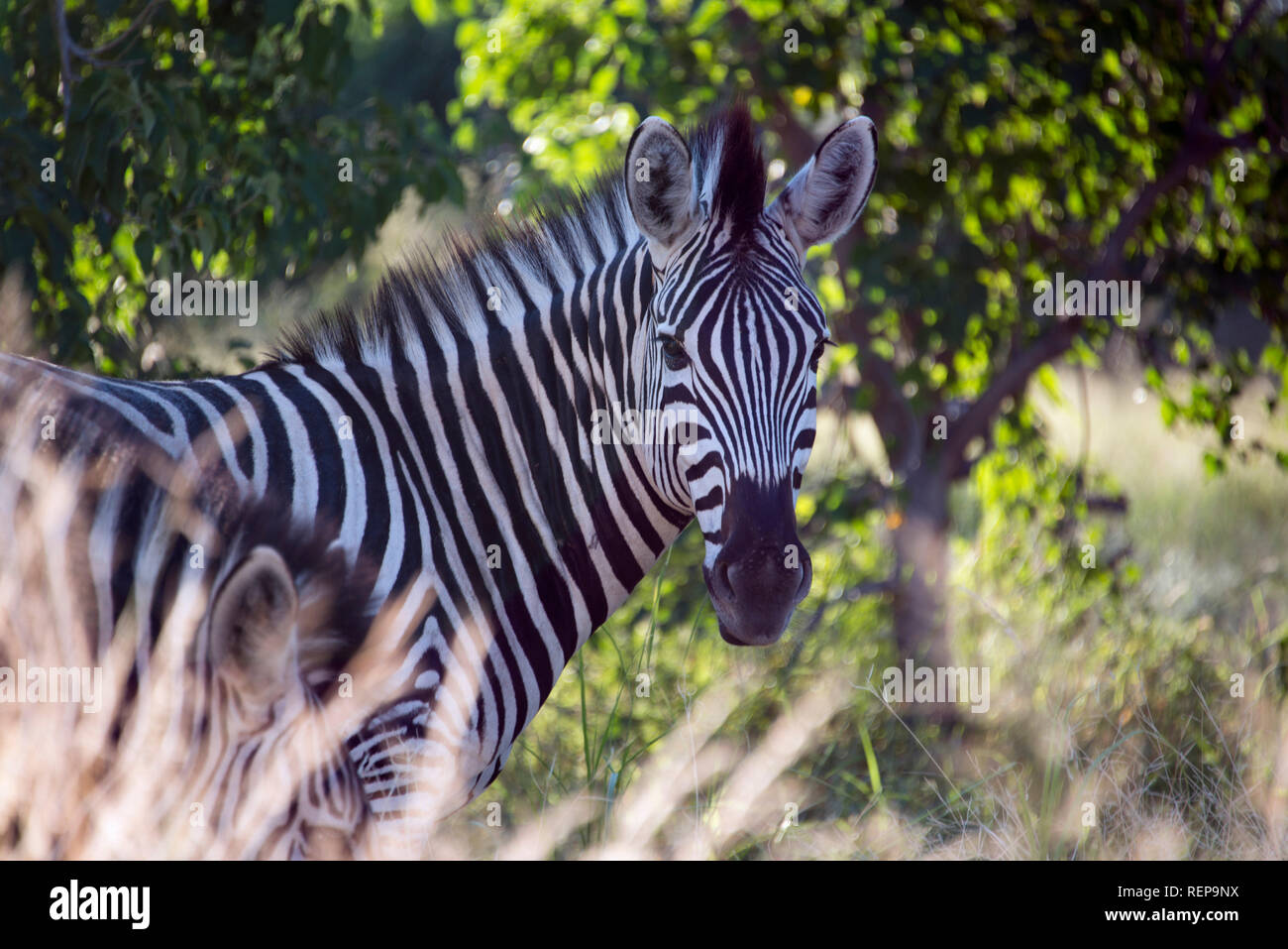 Burchells Zebra, Khwai River area vicino villaggio di Mababe, Botswana, (Equus quagga) Foto Stock
