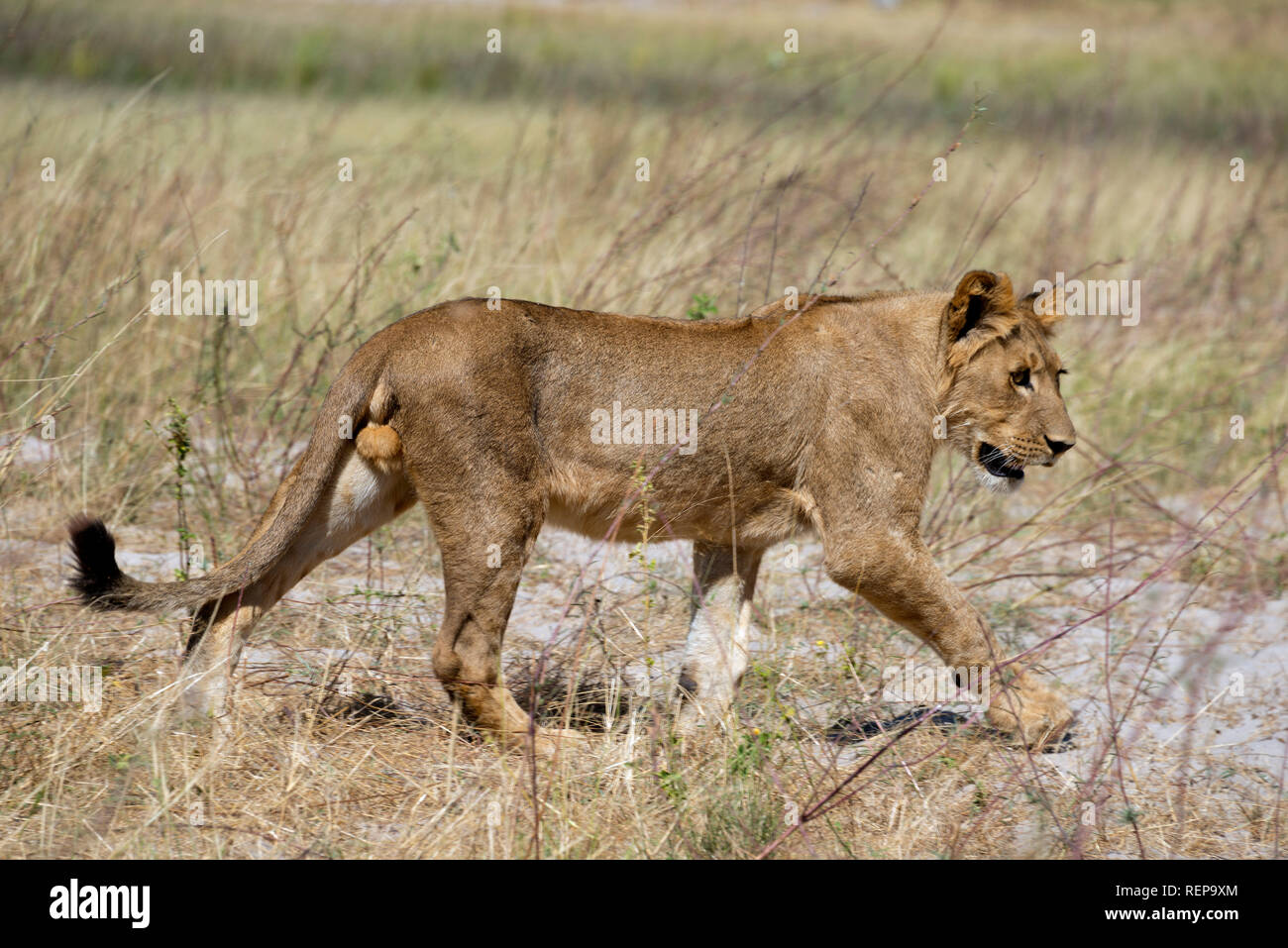 Lion, i giovani di sesso maschile, Chobe National Park, Botswana, (Panthera leo) Foto Stock