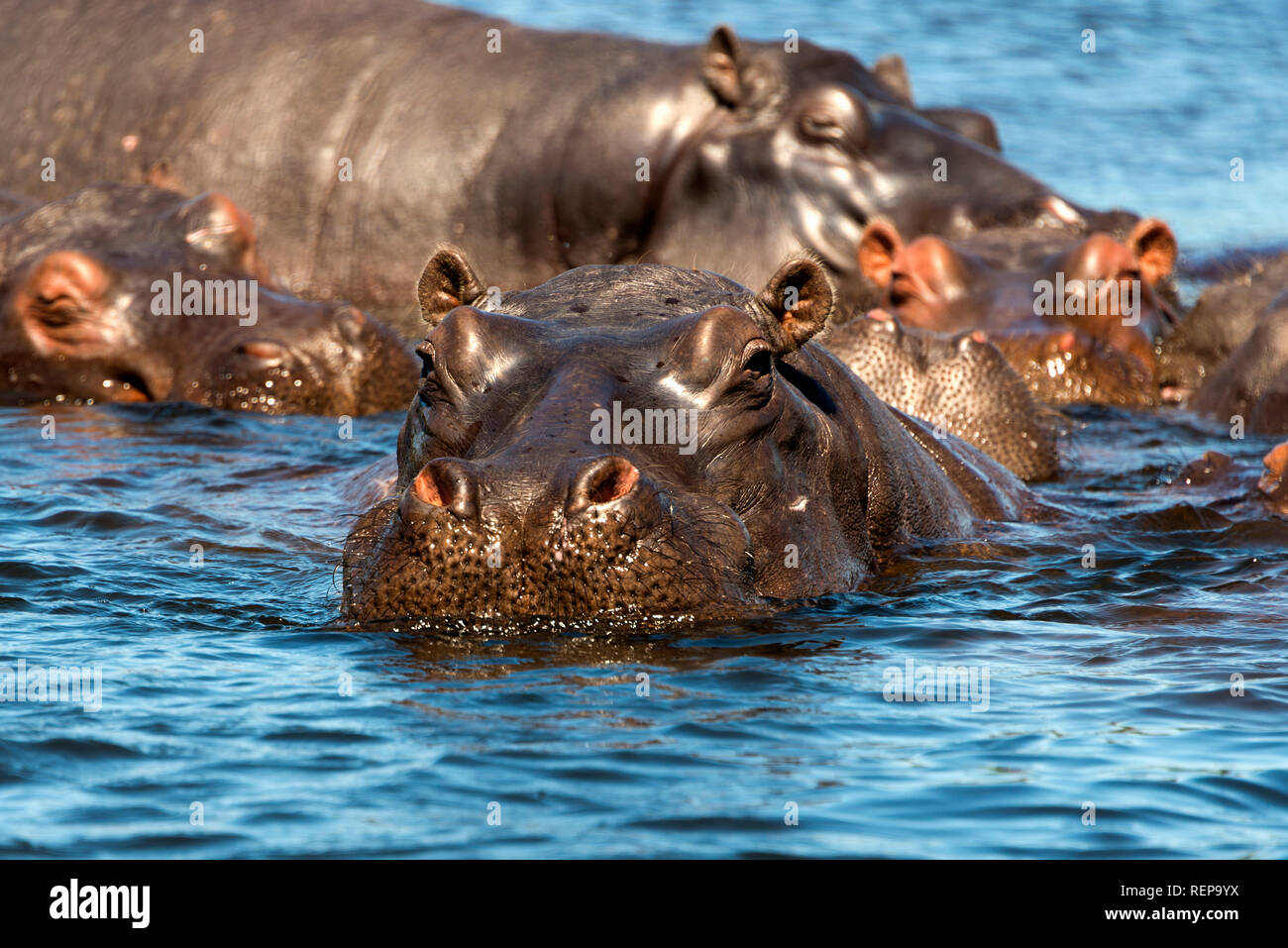 Ippopotamo, Chobe National Park, il Botswana , (Hippopotamus amphibius) Foto Stock