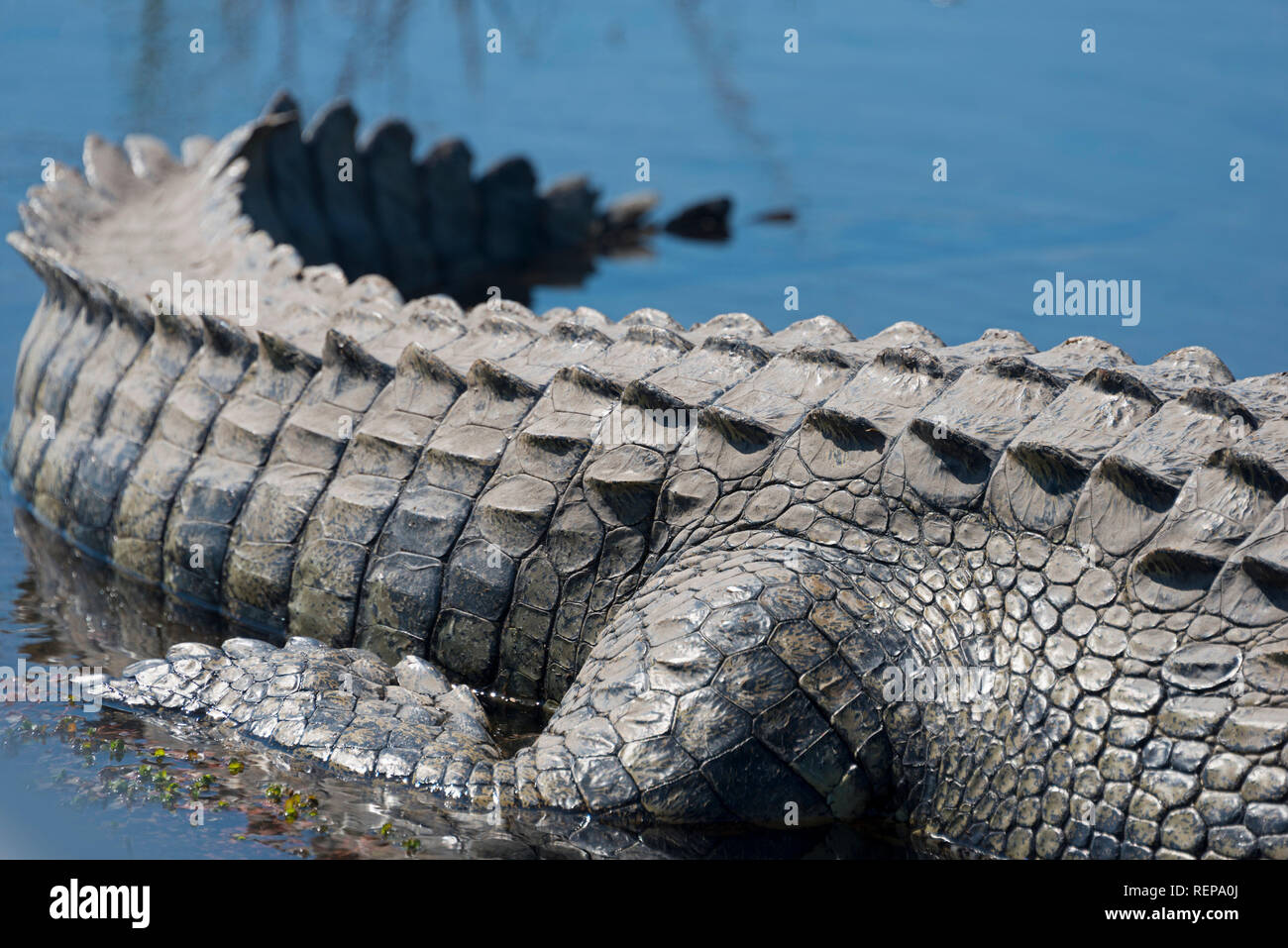 Coccodrillo del Nilo, fiume Chobe, Chobe National Park, Botswana, (Crocodylus niloticus) Foto Stock