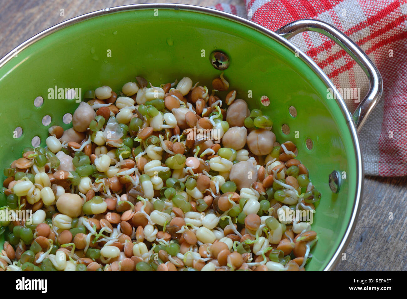 Sprossenmischung von Linsen, Mungbohnen und Kichererbsen in Abtropfsieb, Lens culinaris, Vigna radiata, Cicer arietinum Foto Stock