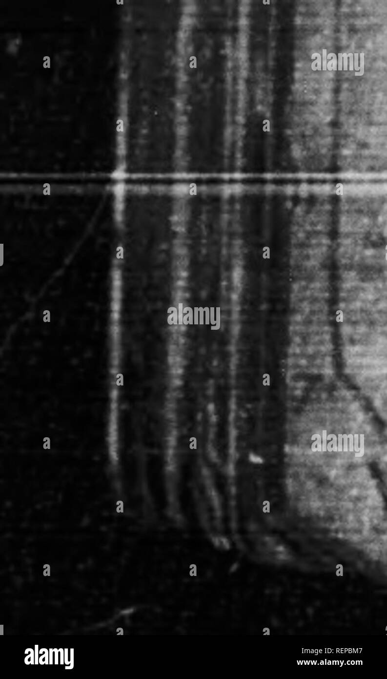 . Gli uccelli e le api [microformati]. Gli uccelli; api; Oiseaux; ApoÃ¯dÃ©s. 78 BEM8 ho Â "Â" i. fortuna. Non è nero, ma il dado-marrone, luid appartiene alla stessa classe di beni come Herrick's * "marroncino allegria e ruaaet wit." Come le api lo amano e. essi portano il delidous 6 odore della rigogliosa pianta all'alveare con loro in modo che nel caldo umido twilight'apiario è rievoca con il profumo di grano saraceno. Ma evidentemente non è il profumo di qualsiasi fiore che attira le api; essi non prestano alcuna attenzione a. 10 i profumati lillà o eliotropio, ma lavoro su sumach, silkweed, Foto Stock