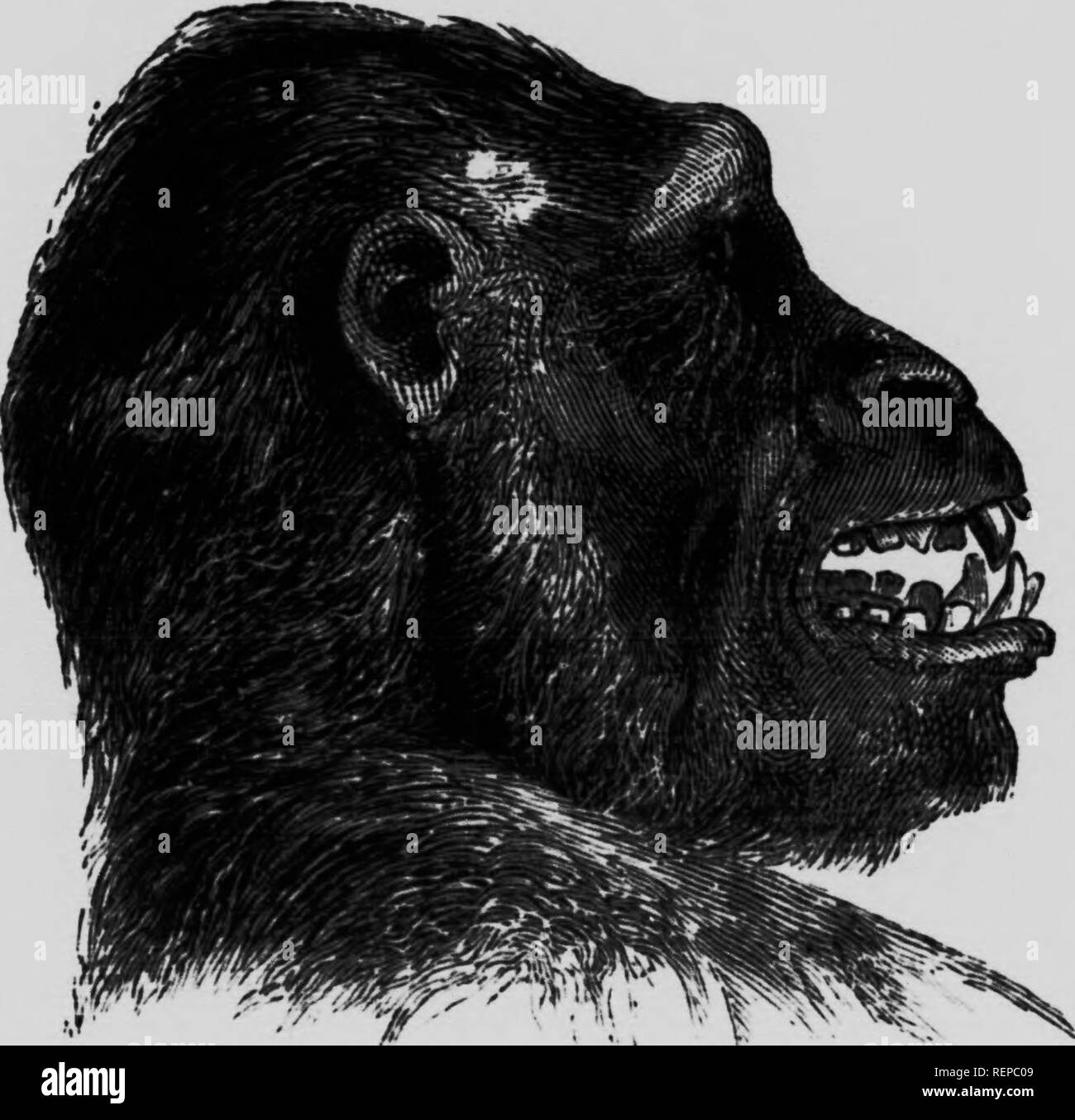 . Lo studio della vita animale [microformati]. Zoologia; Zoologie. Fig. i%.-Phenacoelus f&GT;rimarms, un primitivo mammifero estinto dall'Eocene inferiore del Nord America. La reale .formato della lastra di roccia su cui poggiava era di 49 pollici di lunghezza. (Dalle camere di Encyclop.; dopo Cope.) animali cavallo, rinoceronte, tapiro, e un numero maggiore di anche-toed forme, maiale e ippopotami, il cammello e il dromedario.. Fig. 59.--Testa di gorilla. (Da Du Chaillu.), e il vero cud-masticatori o ruminanti come ovini e bovini, cervi ed antilopi. Da antichi predecessori della moderna % i , ! A I ! T 111 i Foto Stock