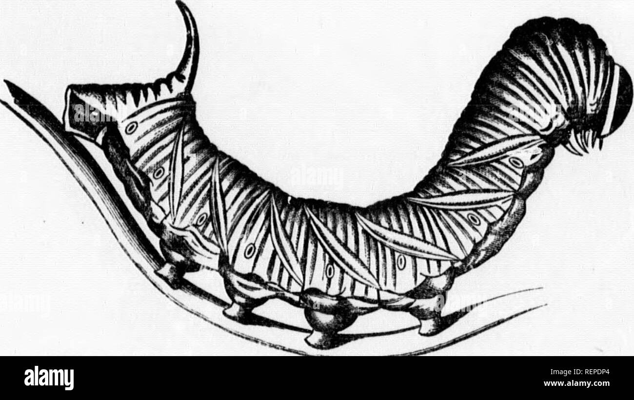 . [Relazione dei commissari] [microformati] : appendici C A F compreso, contenenti prove assunte dai commissari, relazioni speciali, ecc. in volumi III, IV e V. Agricoltura; Storia Naturale; Agricoltura; Sciences Naturelles. Pear Tree Slug (Selandriaoemi).. Prugna Snhmx CterpiUar (Sphinx drupiferar"n&GT;.. Si prega di notare che queste immagini vengono estratte dalla pagina sottoposta a scansione di immagini che possono essere state migliorate digitalmente per la leggibilità - Colorazione e aspetto di queste illustrazioni potrebbero non perfettamente assomigliano al lavoro originale. In Ontario. Commissione agricola (1880). [Toronto? : S. n. ] Foto Stock