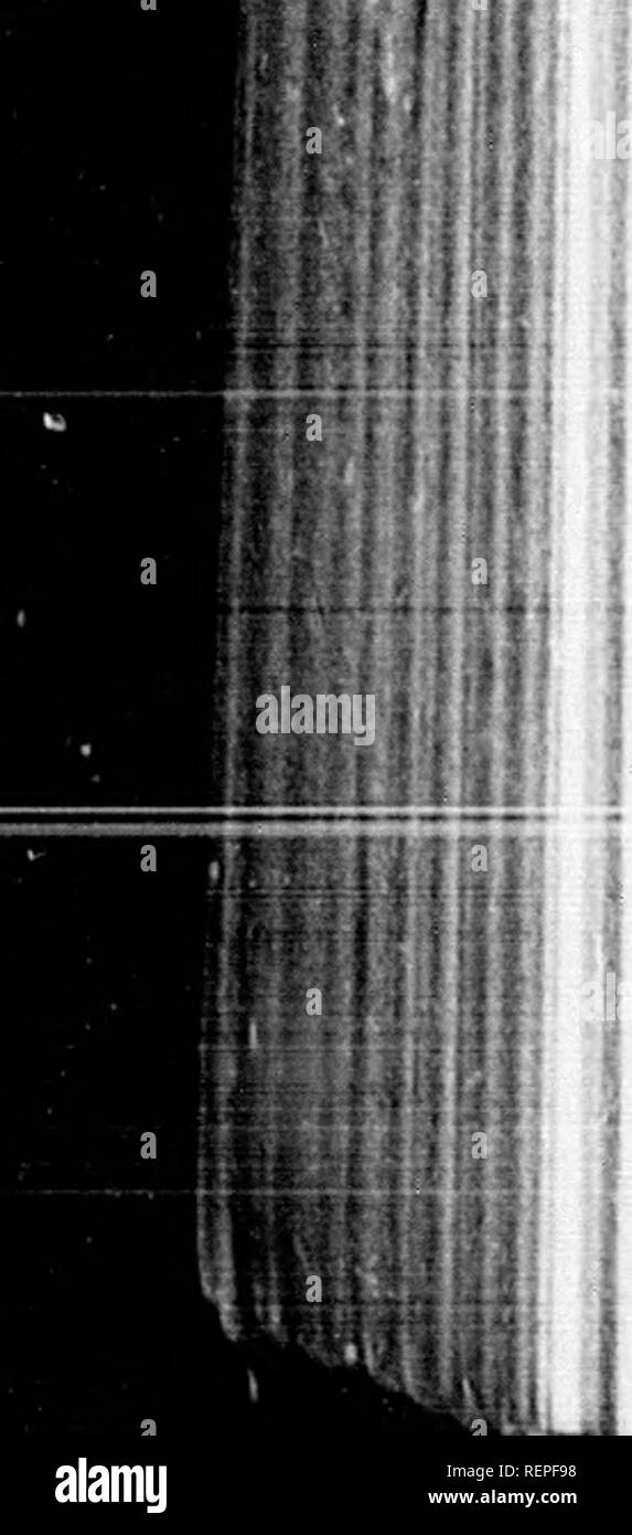 . Trota addomesticati [microformati] : come razza e crescere. Cultura di pesce; trote; piscicoltura; Truite. 1/2 ADDOMESTICATI TROU'l t' liiu. Il loro apparato digerente arco meravigliosamente attivo, anu essi digerisca* quasi il più velocemente possibile la loro alimentazione e avrete bisogno di una buona dose di pazienza per iced fino a essi rifiutano di mangiare. Non ho mai conosciuto un qualsiasi sano giovane repubblica federale di Iugoslavia della miniera di rifiutare di mangiare ma una volta e poi ho avuto loro alimentato incessantemente per due ore al termine del quale il tempo si sono arresi picchiati. La giovane Repubblica federale di Iugoslavia deve rimborsare è bene per loro feeiling bene, non vi è praticamente alcuna creatura che mostra la effec Foto Stock