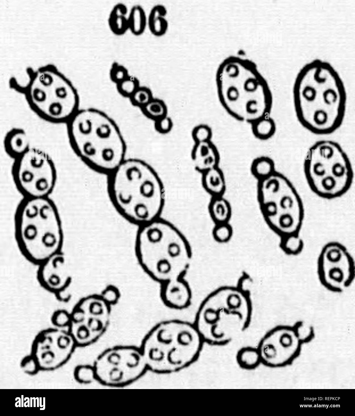 . Classe-libro di botanica [microformati] : essendo i contorni della struttura, la fisiologia e la classificazione delle piante : con una flora di Stati Uniti e Canada. La botanica; botanica; piante; piante; Botanique; Botanique; Plantes; Botanique. VBOBTATION, OK PHYSIOLOOY vasca di vita vegetale. U1 740. La subordinazione della piastrella vegetale al regno animale è così manifesto nel suo essere nutrito e alimentato sulla materia inorganica. È interposto tra questi due estremi incompatibili ed è ordinato per trasformare il minerale innutritious nel corretto e cibo indispensabile del regno animale. 741. Parasiti Foto Stock