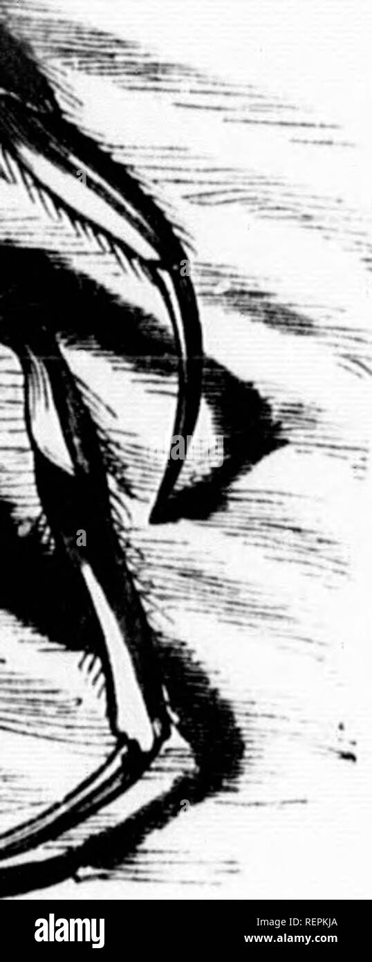 . L'illustrato Storia naturale [microformati]. Rettili, pesci, molluschi; Storia Naturale; Rettili; Poissons; Mollusques; Sciences Naturelles. Il PORCUriNE-CKAB. 599 lavval ardesia. Alcuni cniby nel British jMusemr) iiro ammirevoli esempi di questo iH'culiari'y, un provino di Dromia lator beinjf quasi liidden sotto la massa di sjjon^es uiulor wliieh si trova a scomparsa, il s])onff (!!!). Beinr; quasi grande come un uomo di elenco, mentre il granchio è abcut la dimensione di metà di un ordinario noce.. Si prega di notare che queste immagini vengono estratte dalla pagina sottoposta a scansione di immagini che possono essere state migliorate digitalmente fo Foto Stock