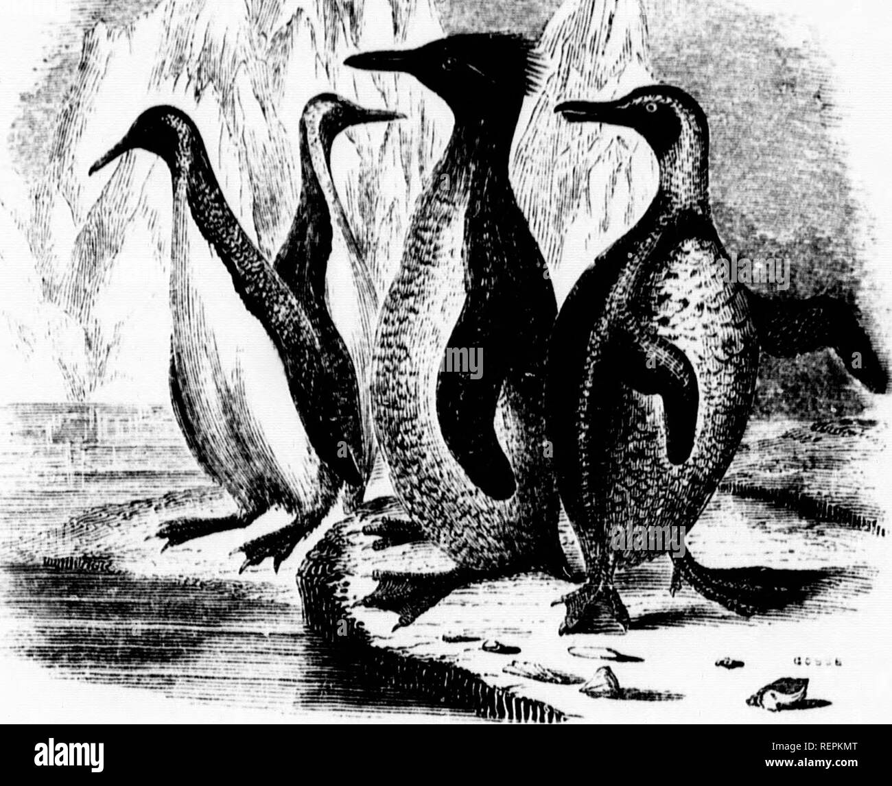 . L'oceano [microformati]. Biologia marina; animali marini; piante marine; Biologie; marino marini faune e flore marine. TIIH I'ACri'IC oceano. 221 III munncrs e geiiurully uro trovati nella società arco Thuso quello appena inuntionod, Crested Pen- guin {A. chrymcome), e il Jackass Penguin (A. ikimrsa). Quest'ultimo ha ohtained il suo titolo dal suo' nightly h.-ibit di emettere suoni discordanti che â ^&lt;R'-'. -R^rji^-'. J'engcjixs. sono stati paragonati alle effusioni del nostro umile amico sonoro del comune. Questa specie sembra discostarsi dal modo generale di allevamento, come burrows su Foto Stock