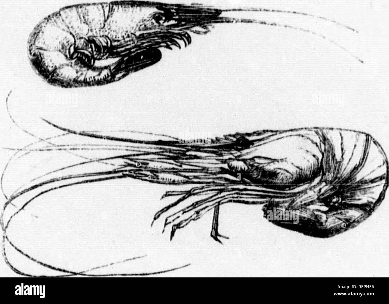 . L'illustrato Storia naturale [microformati]. Storia naturale; Sciences Naturelles. 478 Storia Naturale. Kiunily Vr. Crangonrdoe.-(o. Kpayyoi^, un Shriiiii).) CKANOOH. Fiiinily VIII. Paloemonldse.-(Ur. noAaf/iav, un nome corretto.) PAI./KMON.. Vulgaris (Lat. comune), i gamberi. Serratus (Lat. dentato, jagycd), il gamberetto. Questi due imimals sono così familiari ad ogni uno come al bisogno ma poco descrizione. Entrambi sono presi in reti spazzato lungo il fondo sabbioso del mare. La distinzione principale nell'aspetto di queste due creature è il senuted o cresta dentata che corre lungo la parte posteriore della testa Foto Stock