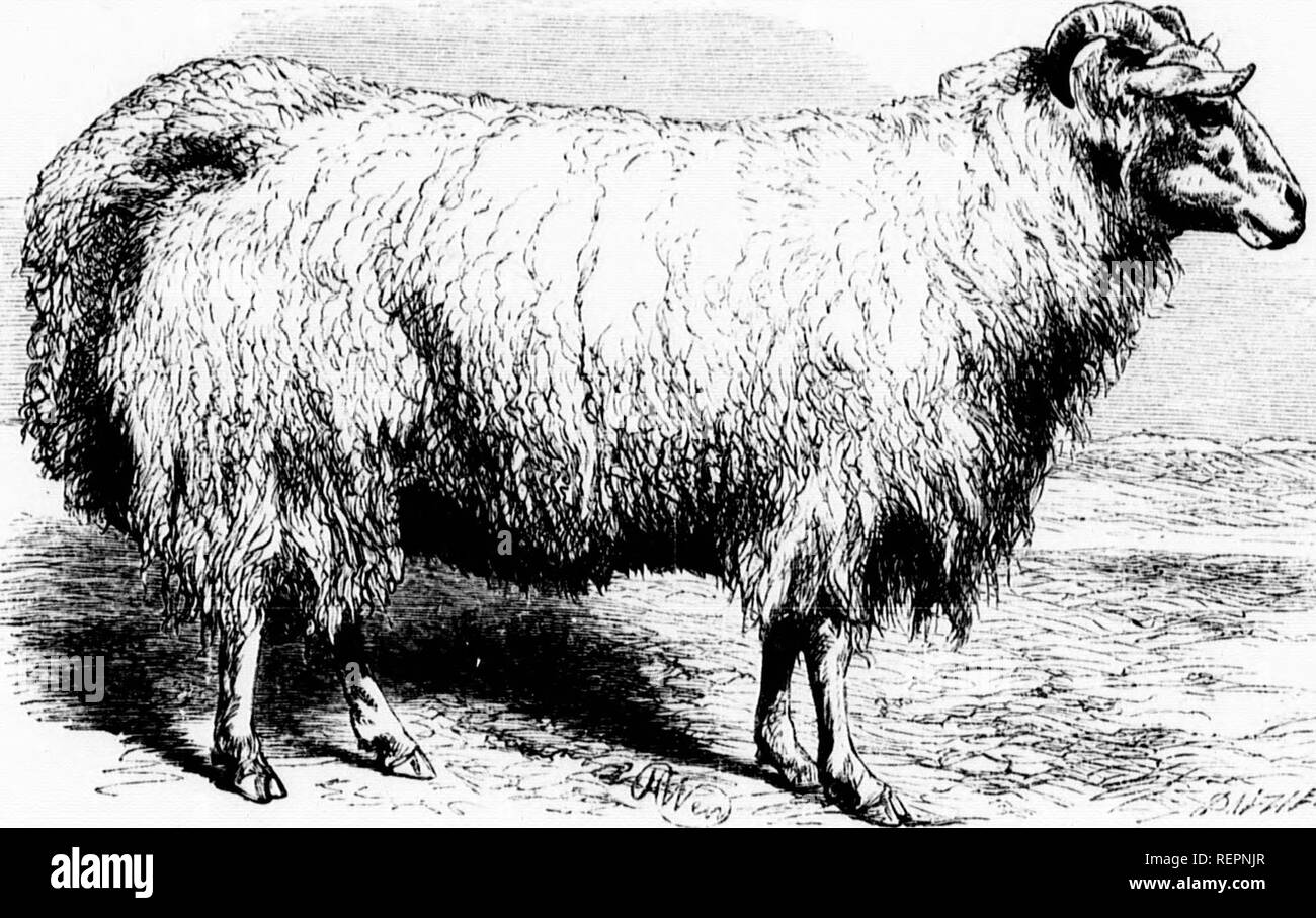 . L'illustrato Storia naturale [microformati]. Mammiferi; Storia Naturale; MammifÃ¨res; Sciences Naturelles. Ml 3. AFFGIIAN FAT-tailed pecore. Nnci Imtj quaranta libbre e wlien molted d""'' '^'^ 'â"¢''^ ""'^^â "â ¢^^' ^'' ""l'^'i'^^antlv drv e tas xcud^mMf ho!^ ^Th'" "sf ^""""'^ J""^ di preserveJ carne, lor ihe pmpoJr mano " ' '^' '"' '""'^ '"'"'^""â ¢^' ^^â ¢'^â"¢"-â ^l' ""'1 "â â ¢^' Konmlly alimentato l,y al Capo di Buona Speranza di un grasso-tailod gara di Siun^P ha loii^ h.vn i.revde Foto Stock