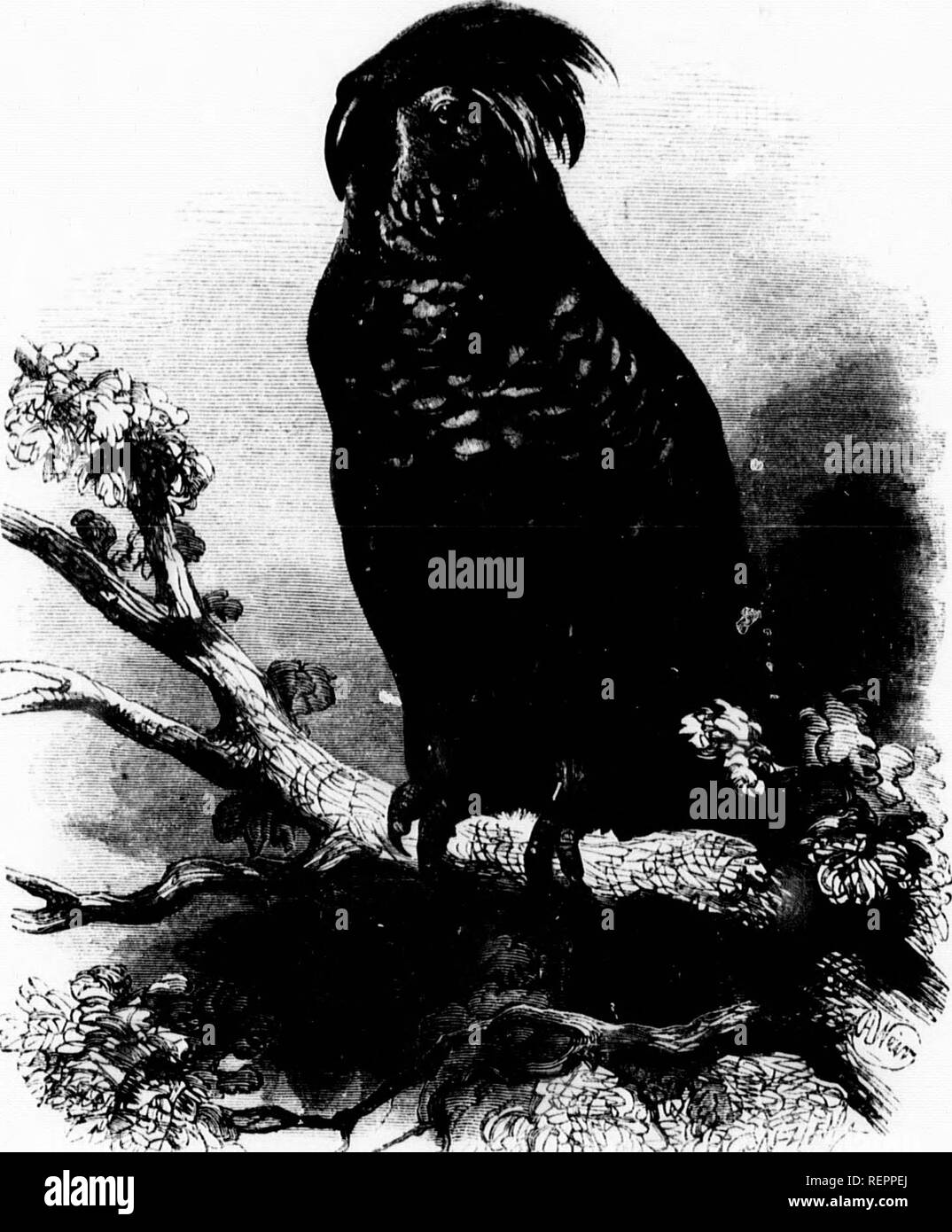 . L'illustrato Storia naturale [microformati]. Gli uccelli; Storia Naturale; Oiseaux; Sciences Naturelles. f di piccole dimensioni, socioty e unlnsg die md. Le sue abitudini incc e non facilmente ! Collo corre un blnck il collare nero, k Rrass anie-greon'j, ro. Il corto e â¢s essendo verde e ivith un caldo barol a è di solito le coltivazioni, un gregge di pesante-]ea^"pd t le masse scuro s come le luminose è il CJoLiATii 1 a e in somo ng tail rende i; : con un tsl'OII.-li 'creted in ci iMin noddi "bioo,^". Gi.IATII .Ii.Ti)l). .w;n(y/,wâw vtirrim'im. Questa sostanza si trova in gran parte nel mo Foto Stock