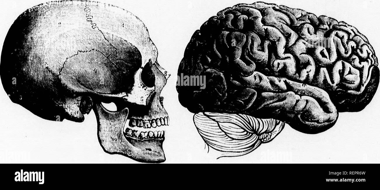 . Histoire Naturelle des mammifÃ¨res [microforme] : avec l'indicazione de leurs moeurs et de leurs rapports avec les arts, le commerce et l'agricoltura. MammifÃ¨res; Zoologie; mammiferi; Zoologia. FAMILIJ-: DES SIfiES. |.^ pag.5s de celle comparativa ont ncconlÃ© a.. Cliimpan/Ã© la premiÃ¨re luogo parmi les Sinj^es aii- thropomorplifis. r e. - Ran Co- lui appartient incontestablement, si l'on s'en rapporte aux apparences extÃ©- noures mÃªme ou Ã la similitudine des seduce; auto le ChimpanzÃ©, et, aprÃ¨s lui, le gorille, rap- pel ont mieux l'Homme que ne le fait l'Orang-Outan; mais, quoi .,u'su su ait Foto Stock