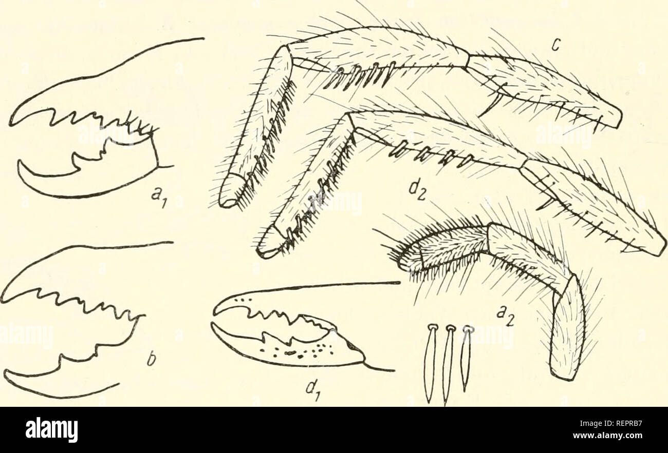 . Il dott. H. G. Bronn's Klassen und Ordnungen des Thier-Reichs : wissenschaftlich dargestellt in Wort und Bild. Zoologia; molluschi; Arthropoda; gli insetti. 350 Solifuga oder Walzenspinnen. 1". 2'. 2". 3. haarung der Beine dunkelbraun; Körperlänge 9 mm; Oberlauf des Sambesi 1. H. bouvieri Pedipalpen am metatarso bedornt 2. Dito Beweglicher mit 1 deutlichen Zwischenzahn 3. Dito Beweglicher ohne oder nur mit winziger Spur eines Zwischen- zahnes 4. Gebiß Abb. 254, b; metatarso der Pedipalpen mit kurzen Dornen (Zahl und forma vom Autor nicht angegeben), ob auch mit Zylinderborsten 1; Färbun Foto Stock