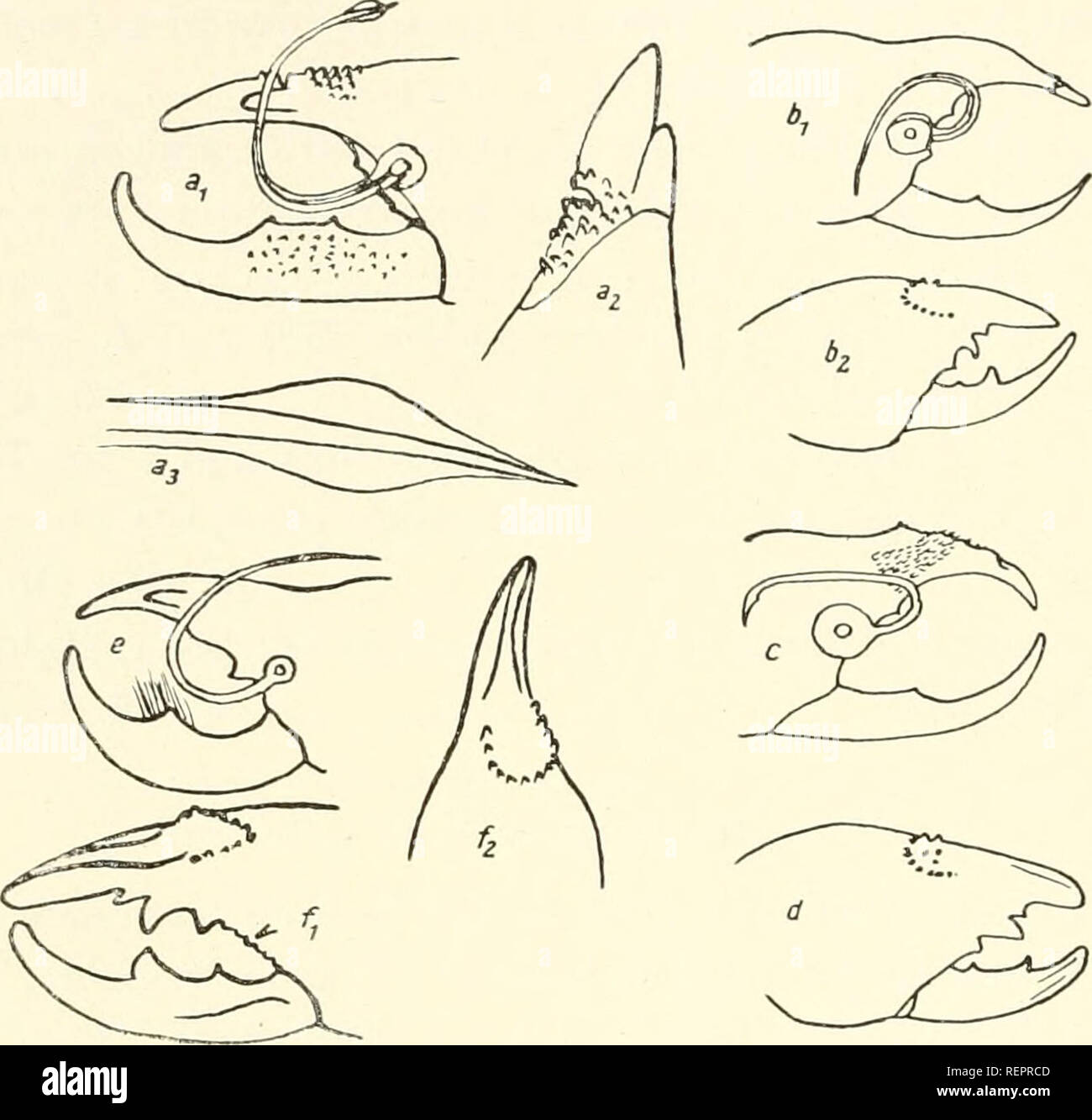 . Il dott. H. G. Bronn's Klassen und Ordnungen des Thier-Reichs : wissenschaftlich dargestellt in Wort und Bild. Zoologia; molluschi; Arthropoda; gli insetti. ;32 Solifuga oder Walzenspinnen. an der Spitze des Tarso mit schräg hervortretendem Haarpinsel; 2. bis 4. Bein stark bedornt; Cheliceren gelb mit-dorsale basalem schwarzen Mondfleck, Propeltidium schwarzgrau, laterale schmal gelb gerandet und wie das Opisthosoma weißhaarig; Körperlänge 12 mm; Damaraland 3. H. liigTolunatus Beweglicher Chelicerenfinger nur mit 1 deutlichen Zahn (abb. 241, b^c.e) 2. Schaft des flagello verjüngt gleichmäßig und in ein Foto Stock