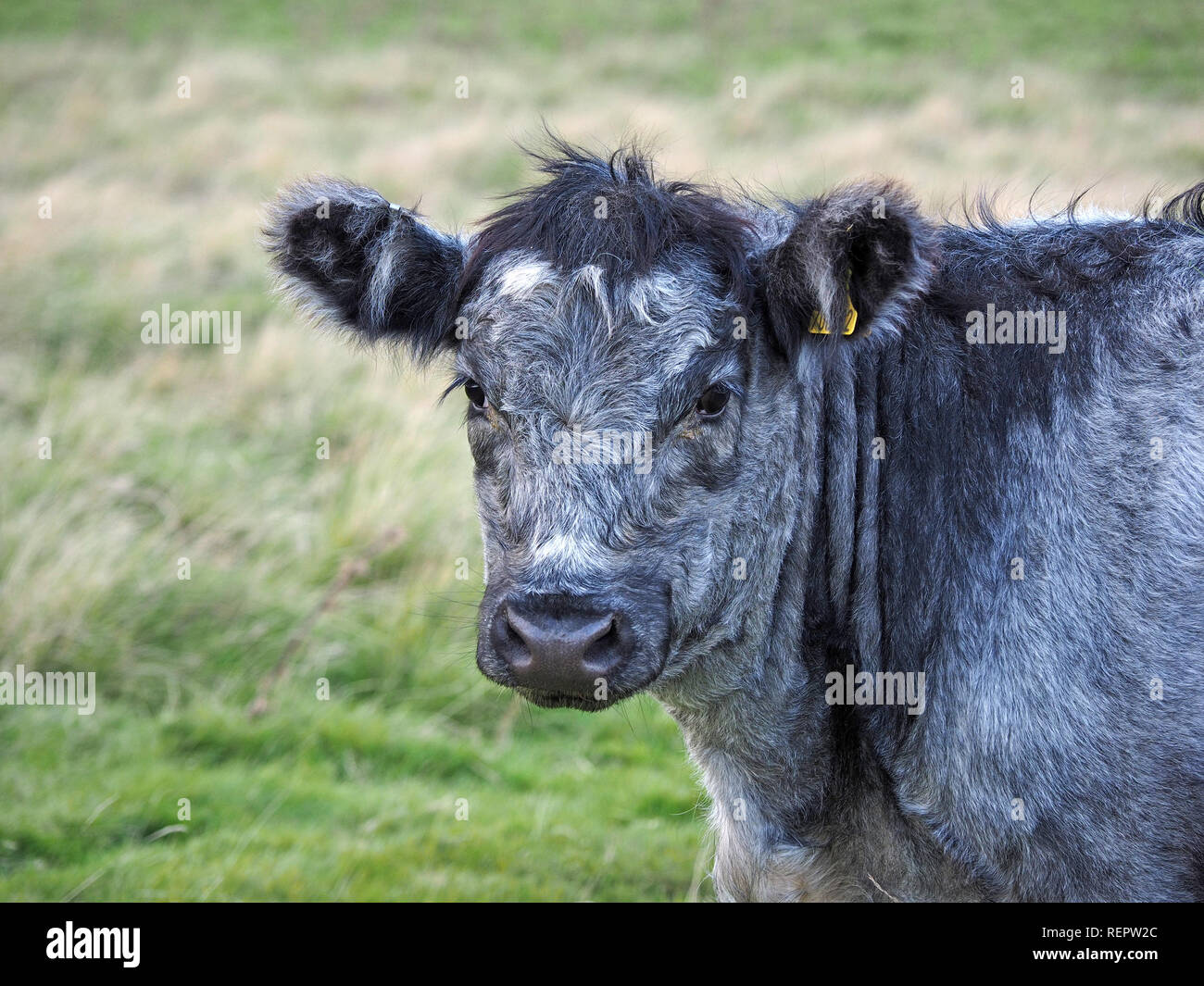 Giovani Blu Grigio carni bovine bullock (originariamente allevati da incrocio bianco bovini Shorthorn con Nero Galloway per la produzione di carne) in Cumbria, England, Regno Unito Foto Stock