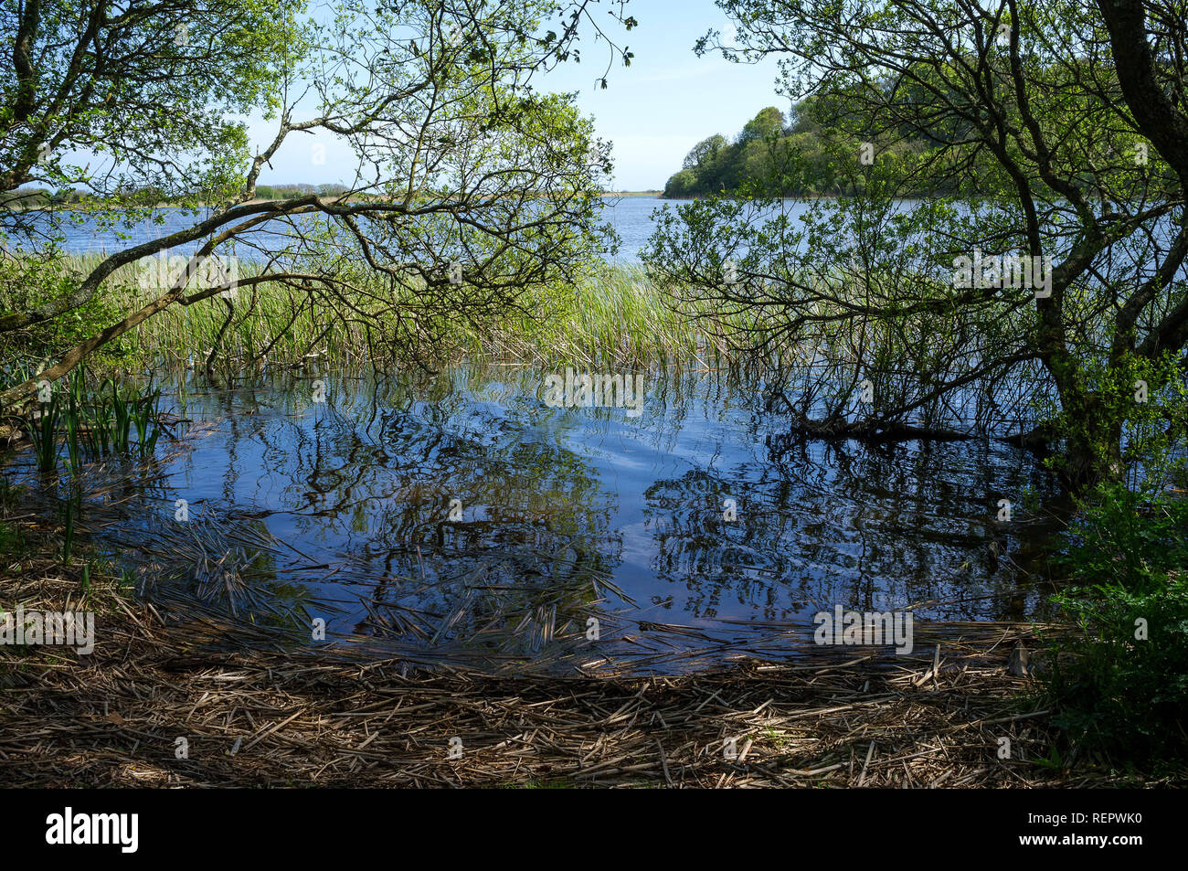 Slapton Ley Riserva Naturale Nazionale, DEVON REGNO UNITO Foto Stock