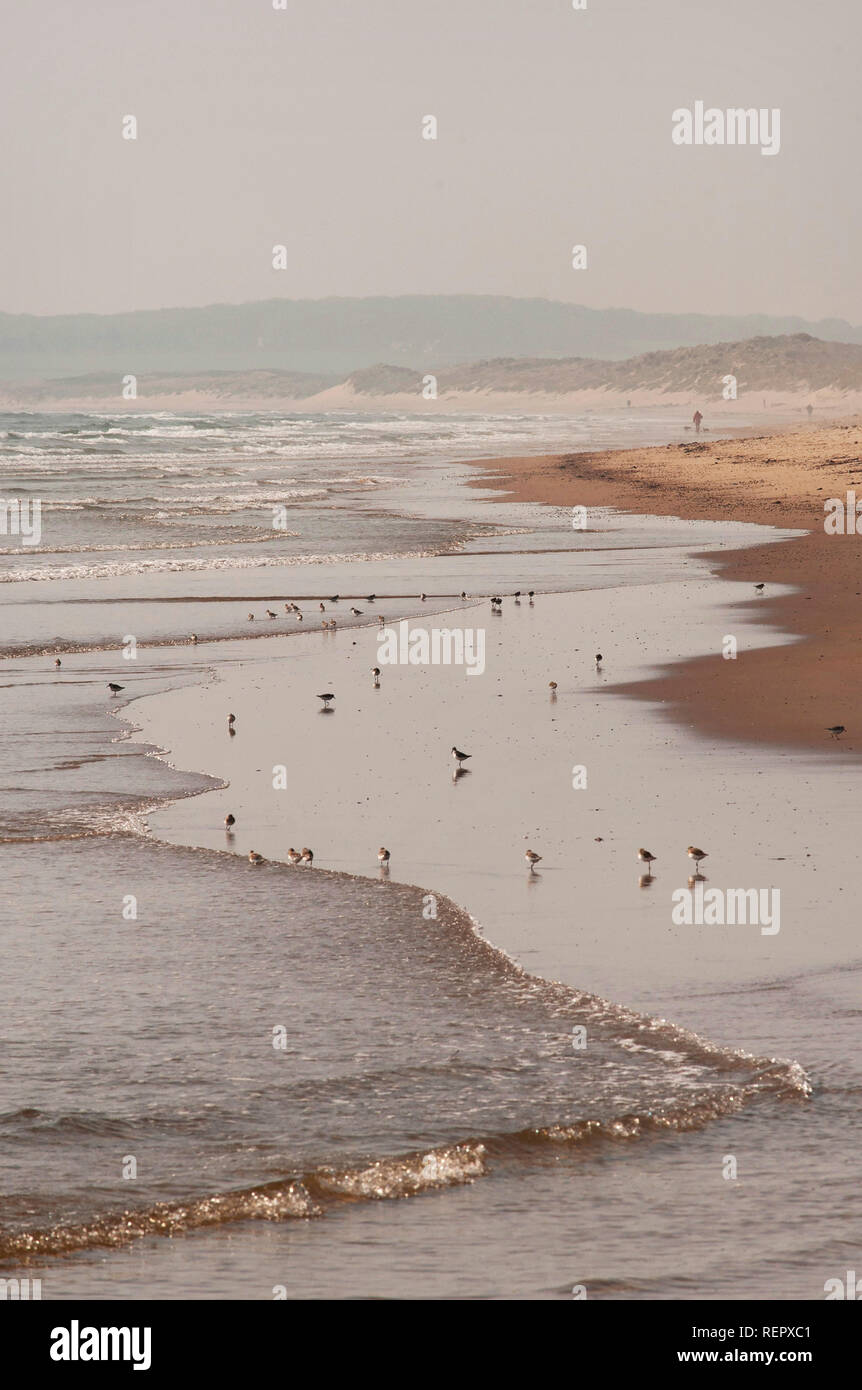 Sanderlings sulla riva a Druridge Bay, Northumberland Foto Stock