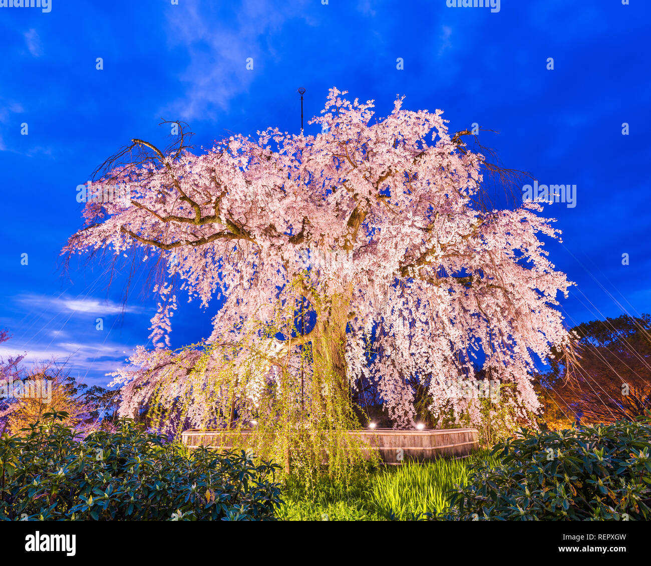 Parco Maruyama a Kyoto, in Giappone durante la primavera Cherry Blossom Festival. Foto Stock