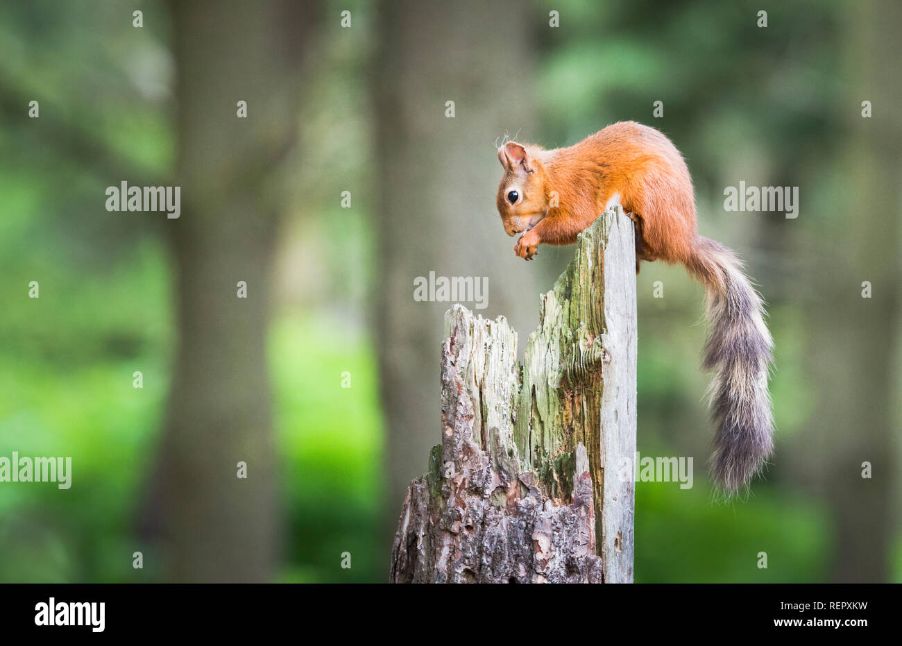 Uno scoiattolo rosso utilizza la sua coda per il bilanciamento sulla parte superiore di un vecchio albero rotto il moncone in mezzo al bosco mentre l'alimentazione Foto Stock