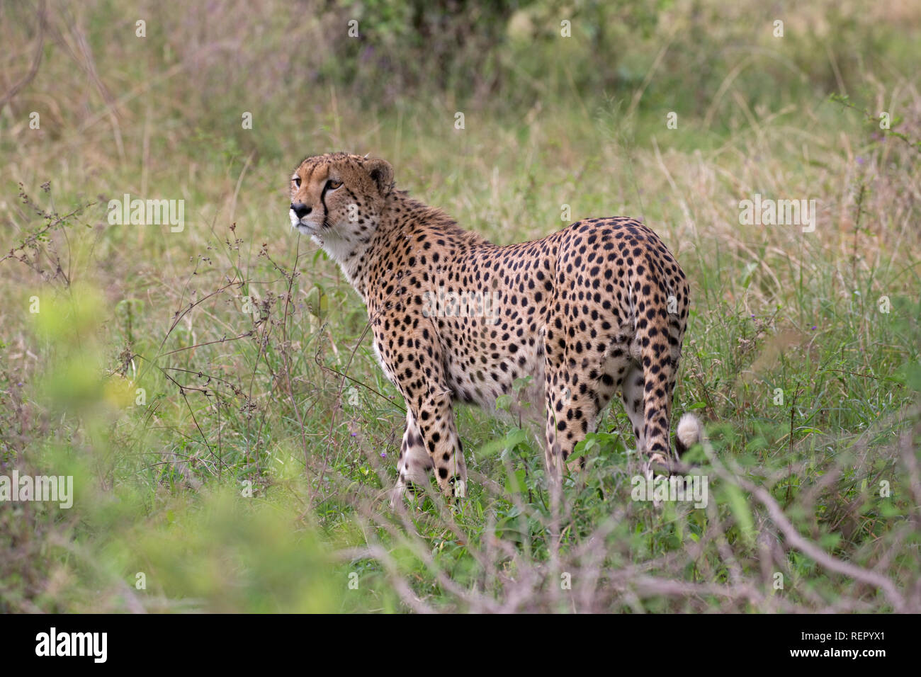 Singolo adulto maschio, ghepardo Acinonyx jubatus, in piedi nella prateria, Masai Mara, Kenya Foto Stock