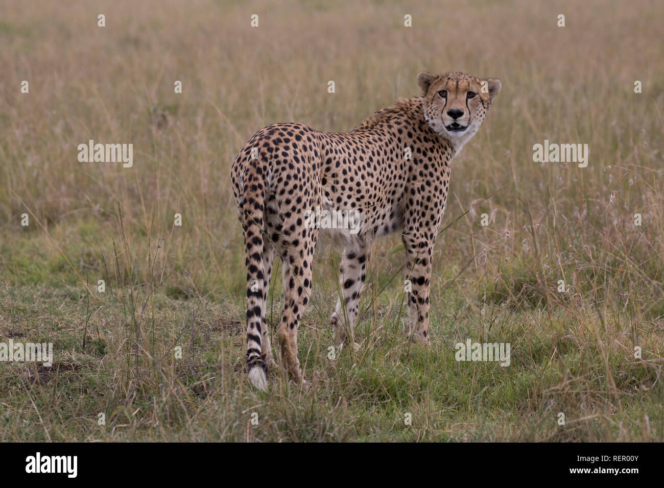 Singolo adulto maschio, ghepardo Acinonyx jubatus, in piedi nella prateria, Masai Mara, Kenya Foto Stock