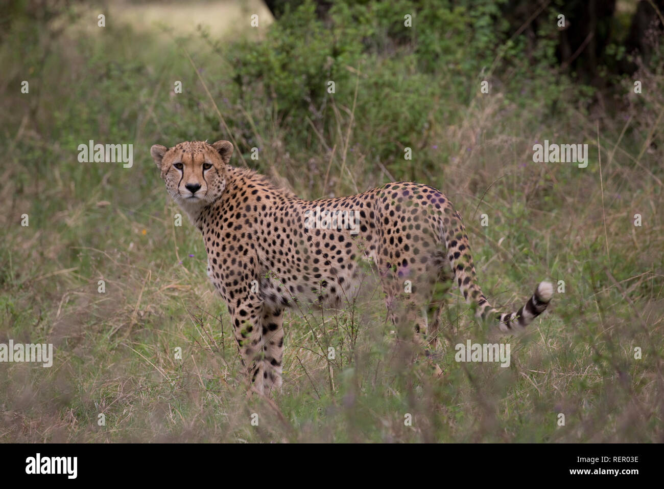 Singolo adulto maschio, ghepardo Acinonyx jubatus, in piedi nella prateria, Masai Mara, Kenya Foto Stock