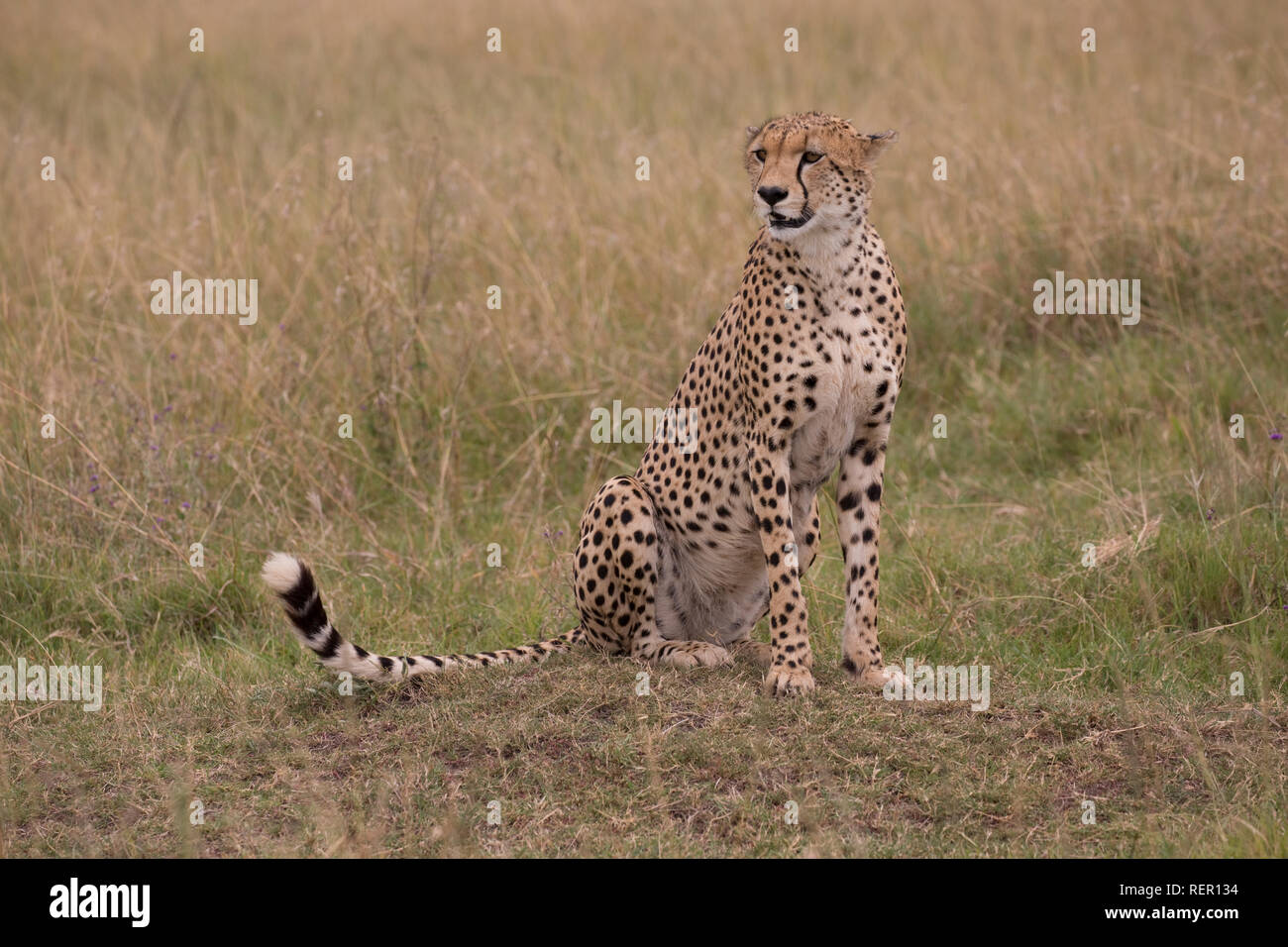Singolo adulto maschio, ghepardo Acinonyx jubatus, seduta in prati, il Masai Mara, Kenya Foto Stock