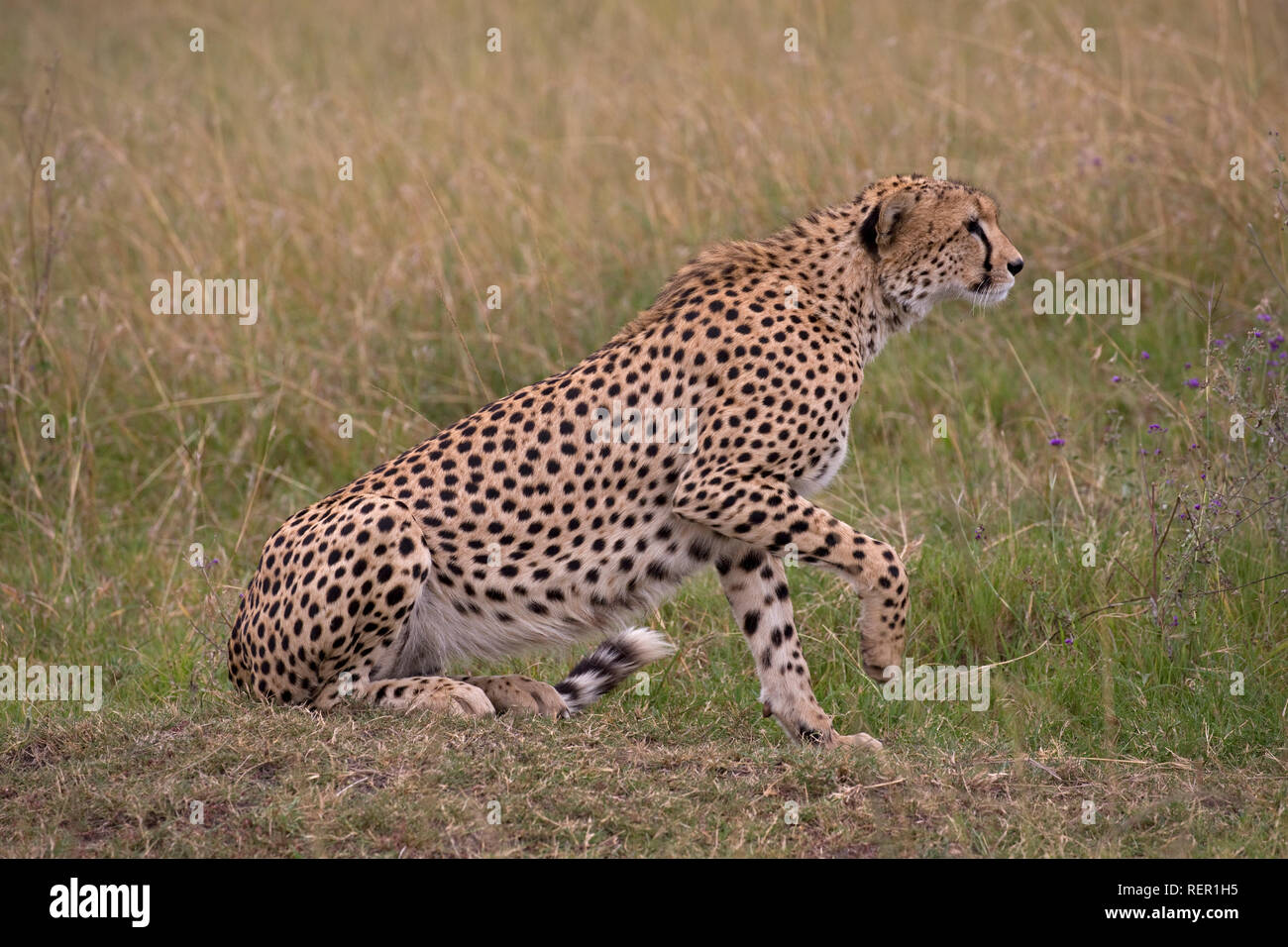 Singolo adulto maschio, ghepardo Acinonyx jubatus, iniziando a cacciare in prati, il Masai Mara, Kenya Foto Stock