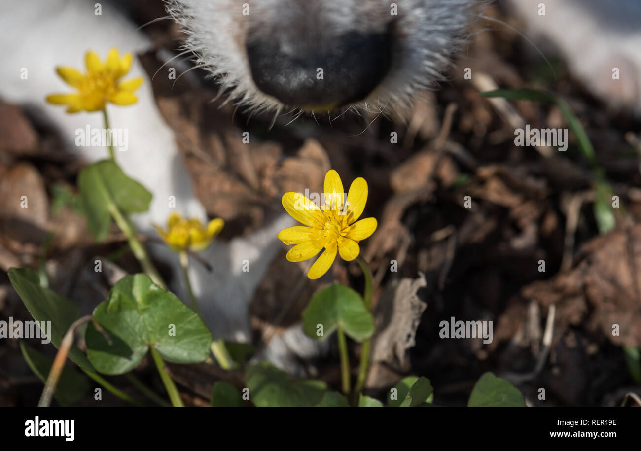 Concetto di primavera con il cane naso sniffing prima molla renoncules fiore Foto Stock