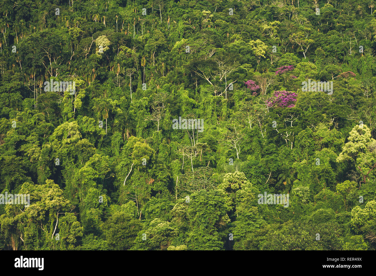 Una parete ad alta densità di alberi sul lato di una montagna. Foto Stock