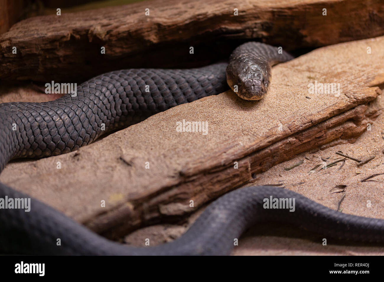 Uraeus Haje è una specie di serpente velenoso nella famiglia Elapidae. Foto Stock