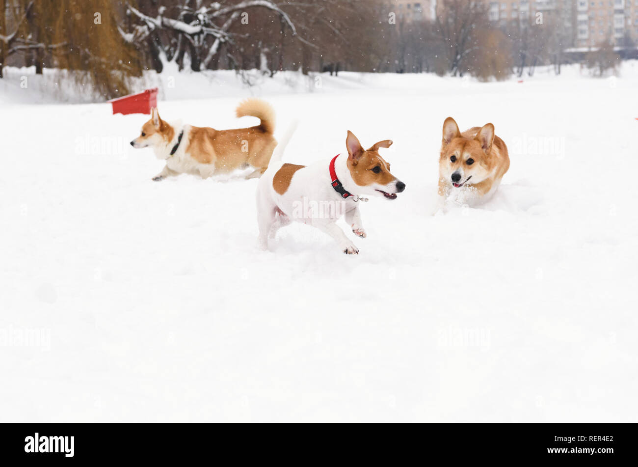 Tre cani giocando in cani amichevole off guinzaglio park Foto Stock