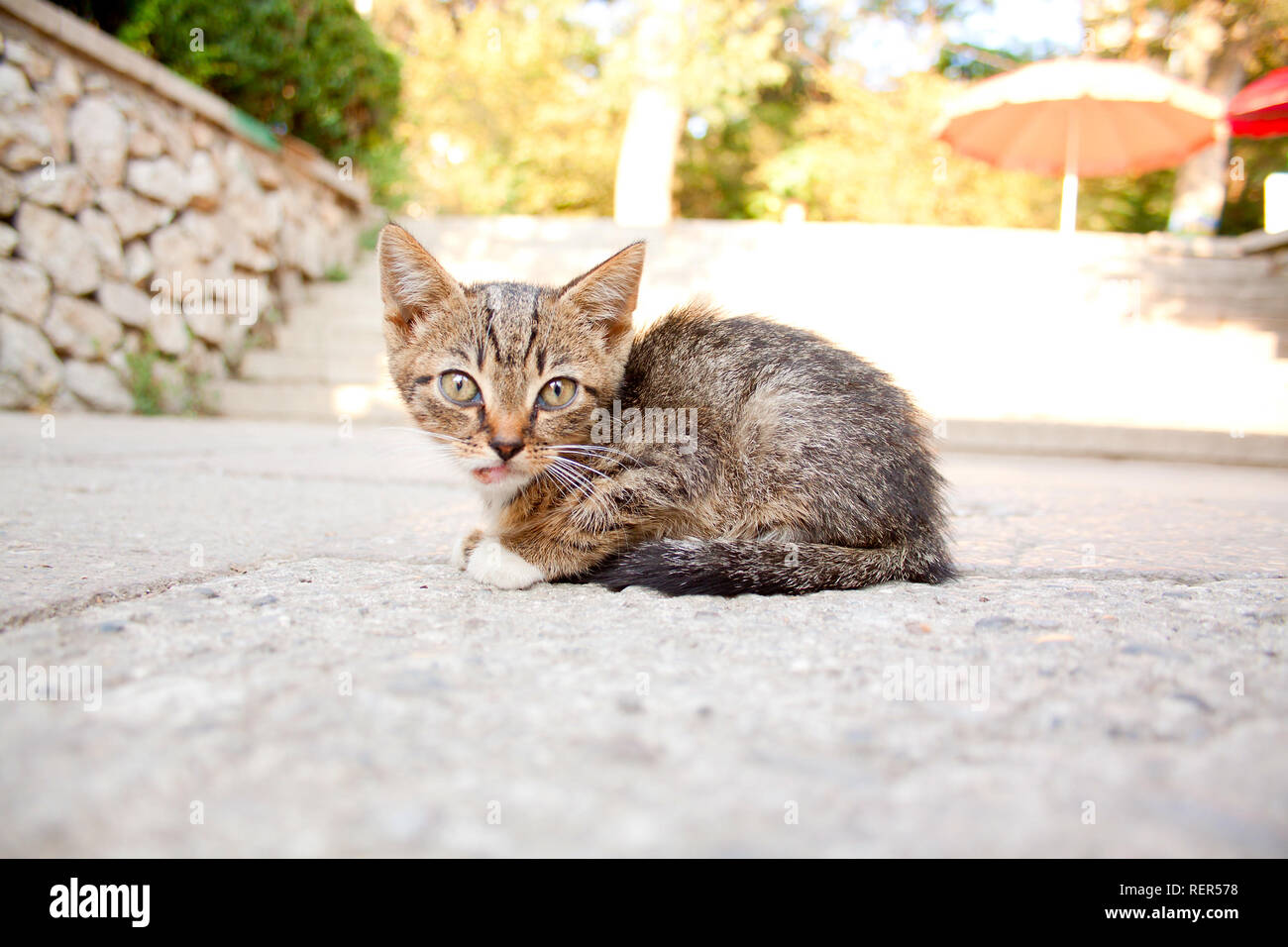 Senzatetto malati gattino in attesa per la vostra assistenza Foto Stock