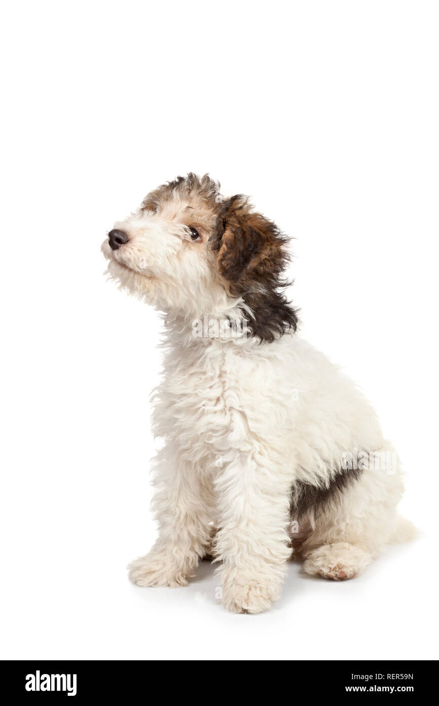 Fox Terrier cucciolo, 3 mesi di età, seduto di fronte a uno sfondo bianco Foto Stock