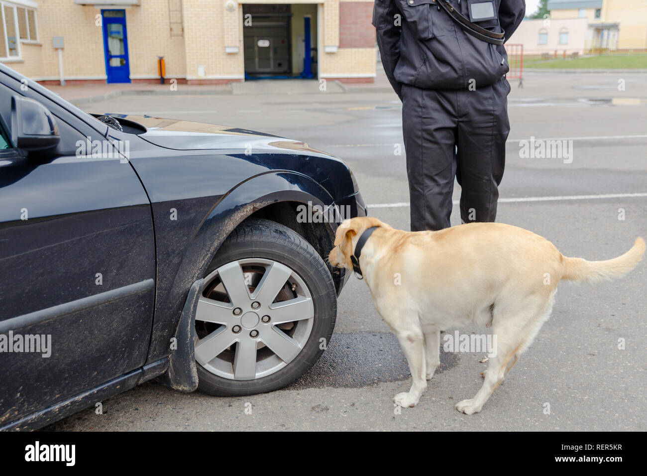 Il Labrador retriever cane doganale alla ricerca di oggetti proibiti per il trasferimento attraverso la frontiera Foto Stock