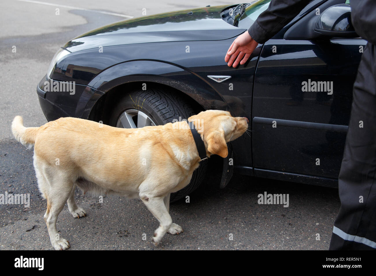 Il Labrador retriever cane doganale alla ricerca di oggetti proibiti per il trasferimento attraverso la frontiera Foto Stock