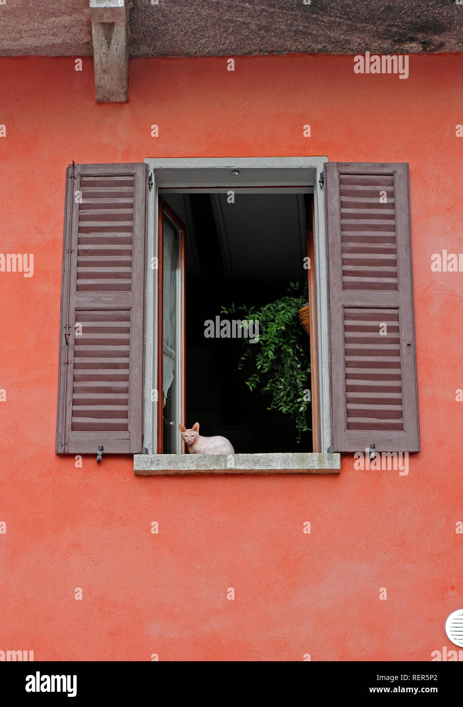Svizzera Ticino Lago di Lugano Lugano Alpi Svizzere dettagli architettonici parete rossa con cat nella finestra Foto Stock