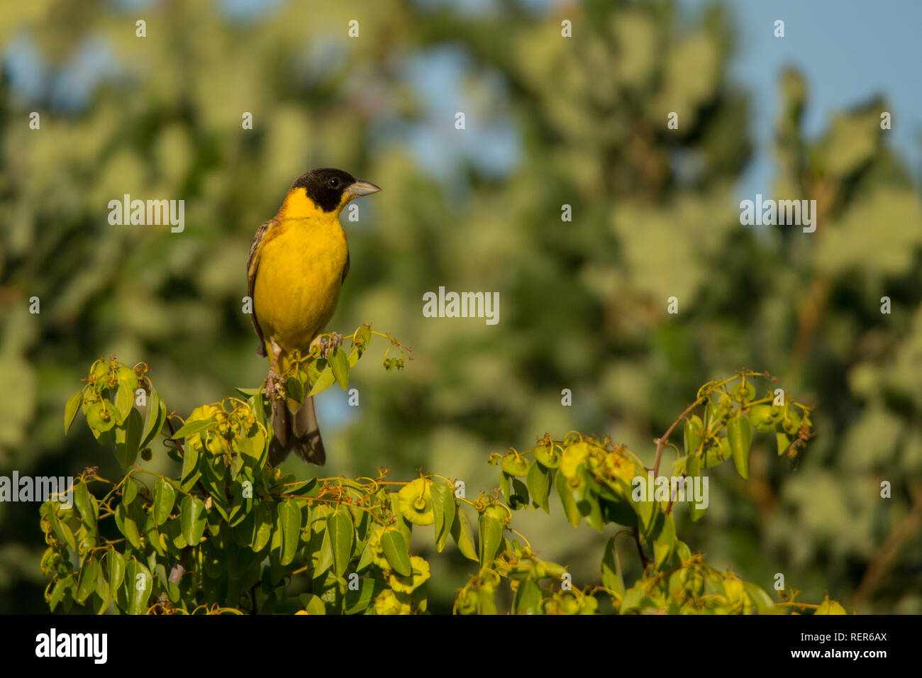 A testa nera Bunting / Granativora melanocephala Foto Stock