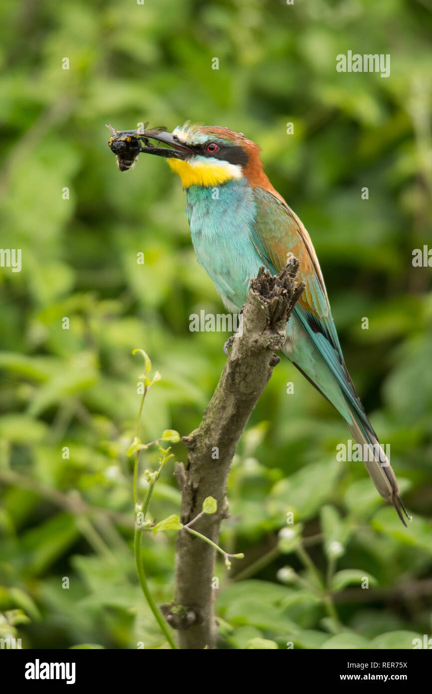 Unione gruccione / Merops apiaster Foto Stock