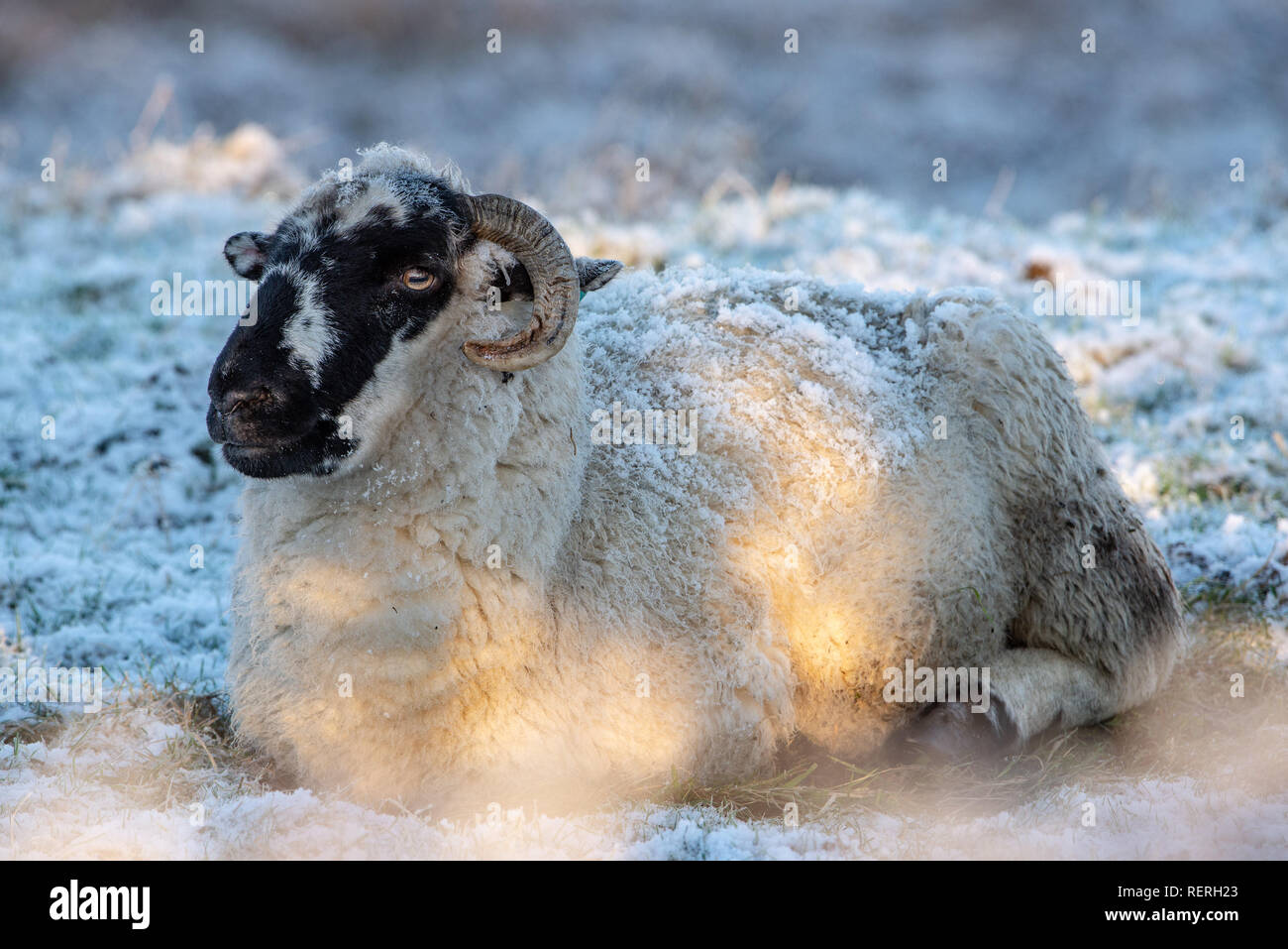 Whitewell, Clitheroe, Lancashire. 23 gen 2019. Meteo REGNO UNITO: pecore nella neve a Whitewell, Clitheroe, Lancashire con una mattina temperatura di -5 C. Credit: John Eveson/Alamy Live News Foto Stock