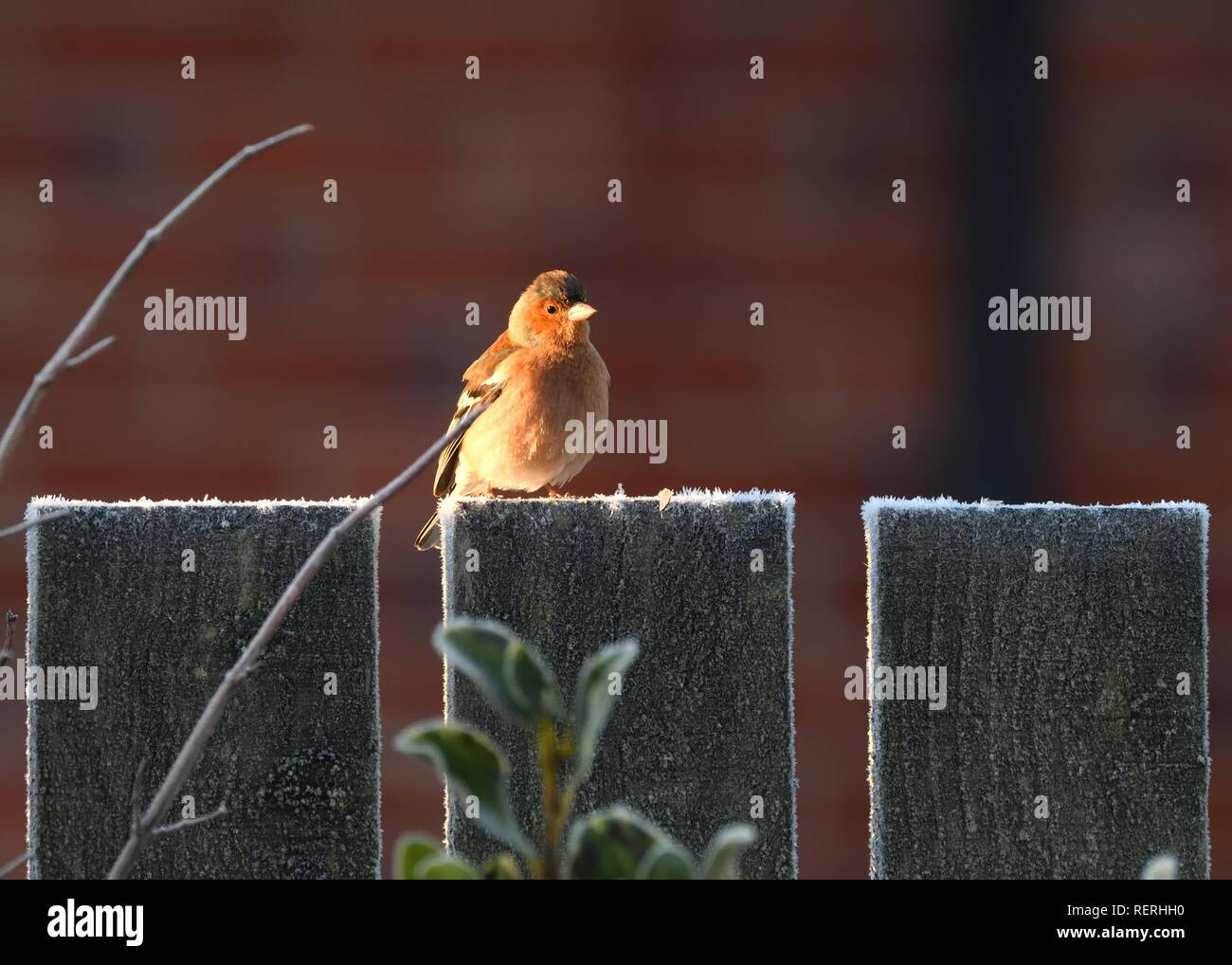 23rd, gennaio 2019. Un Chaffinch (Fringilla coelebs) raccoglie calore dal sole del mattino seduto su un recinto giardino gelido a Glasgow, Scozia, Regno Unito, Europa Foto Stock