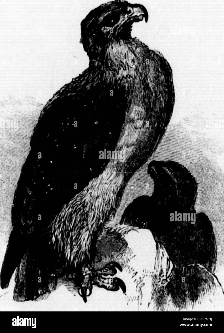 . L'illustrato Storia naturale [microformati]. Storia naturale; Sciences Naturelles. 198 Storia Naturale. Famiglia IV. . Falconida). Sub-famiglia a. Aquillme. AqcIla.-(Lat. Un Ewjh.). ChrysaOtos (o. XpiKroUros, Golden Eagle), i'le iiolden Eagk. quarto primario lioiug piuma la più lunga. Tlio piedi del genere A(|uila arc feathered alle dita. Il Golden Eagle è stata trovata nella maggior parte ])arti di Europa, e non è infrequente in Gran Bretagna, specialmente nelle zone montuose parti della Scozia e il Helmdes. ,L'fligiit di tliis mag- nificent uccello è peculiarmente bella e impo.cantare, ma la sua giiit quando su Foto Stock