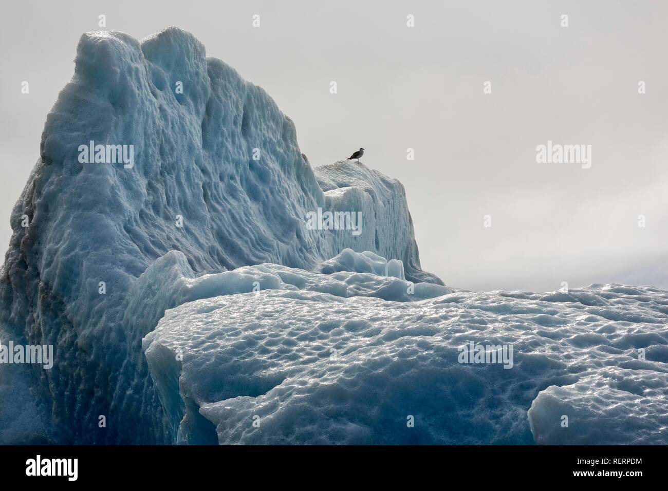 Gull su iceberg, laguna glaciale Jökulsárlón, Jökulsarlon, lago glaciale, bordo meridionale del Vatnajökull, Hornafjörður Foto Stock